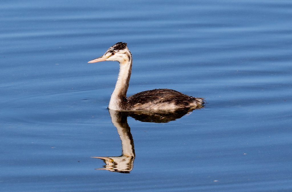 Great Crested Grebe, juvenile