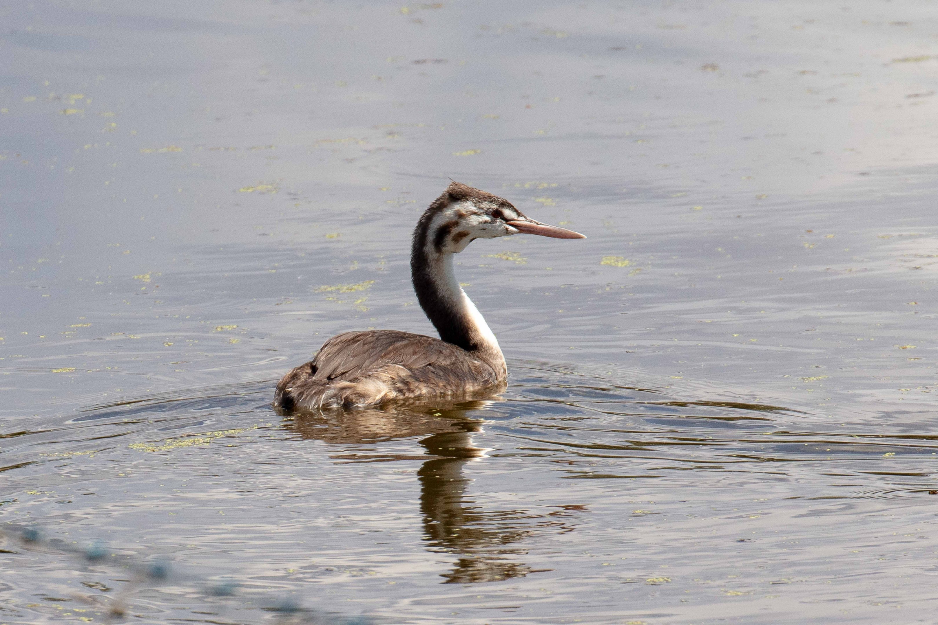 Great Crested Grebe juvenile