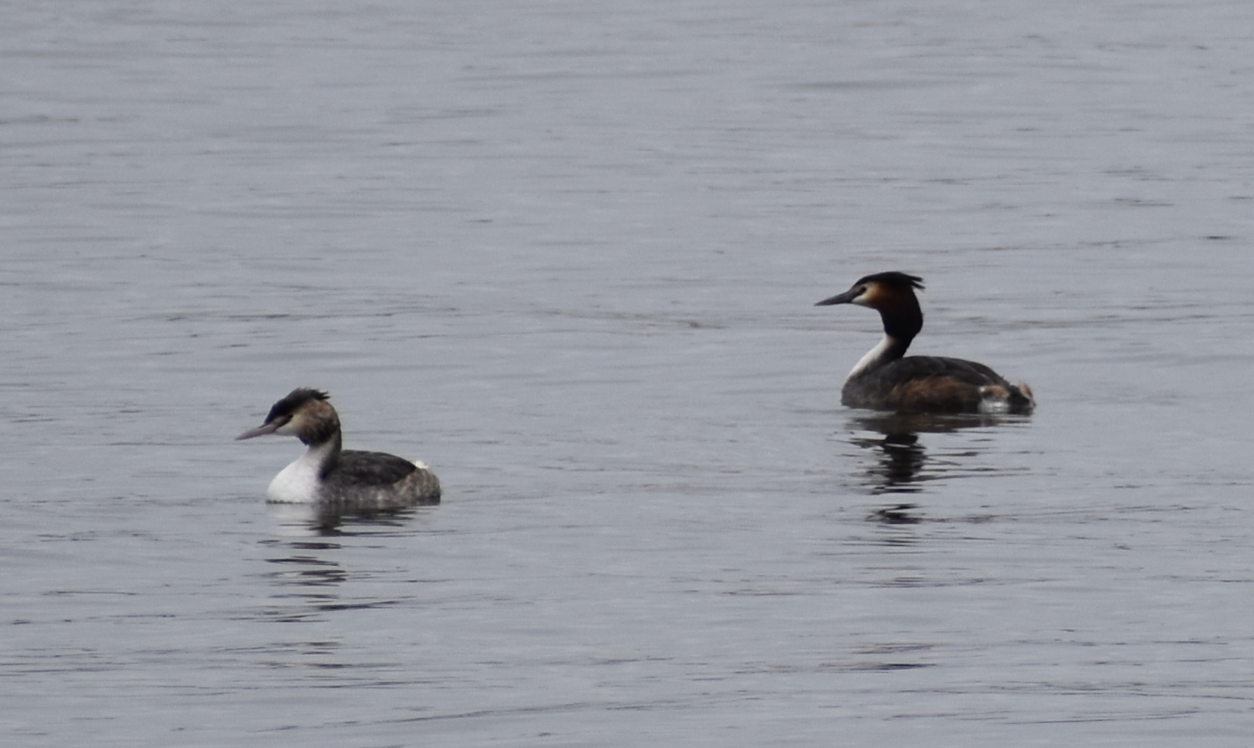 Great Crested Grebe ~ Kasai Rinkai Bird Sanctuary