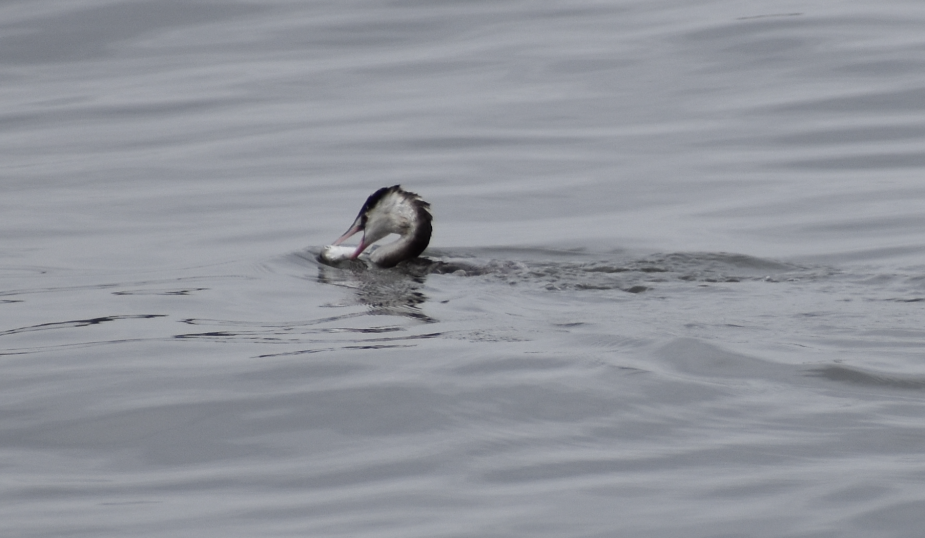 Great Crested Grebe ~ Kasai Rinkai Bird Sanctuary