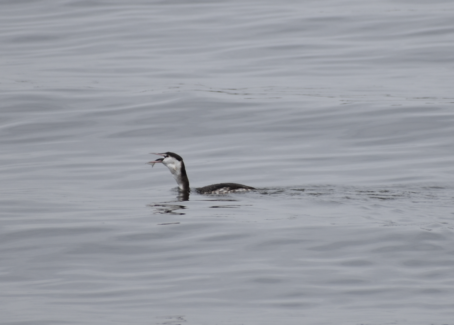 Great Crested Grebe ~ Kasai Rinkai Bird Sanctuary