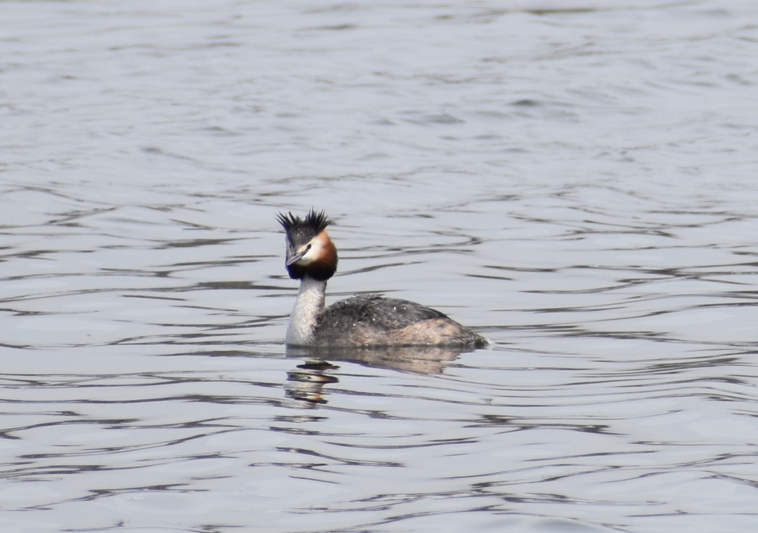 Great Crested Grebe ~ Kasai Rinkai Bird Sanctuary