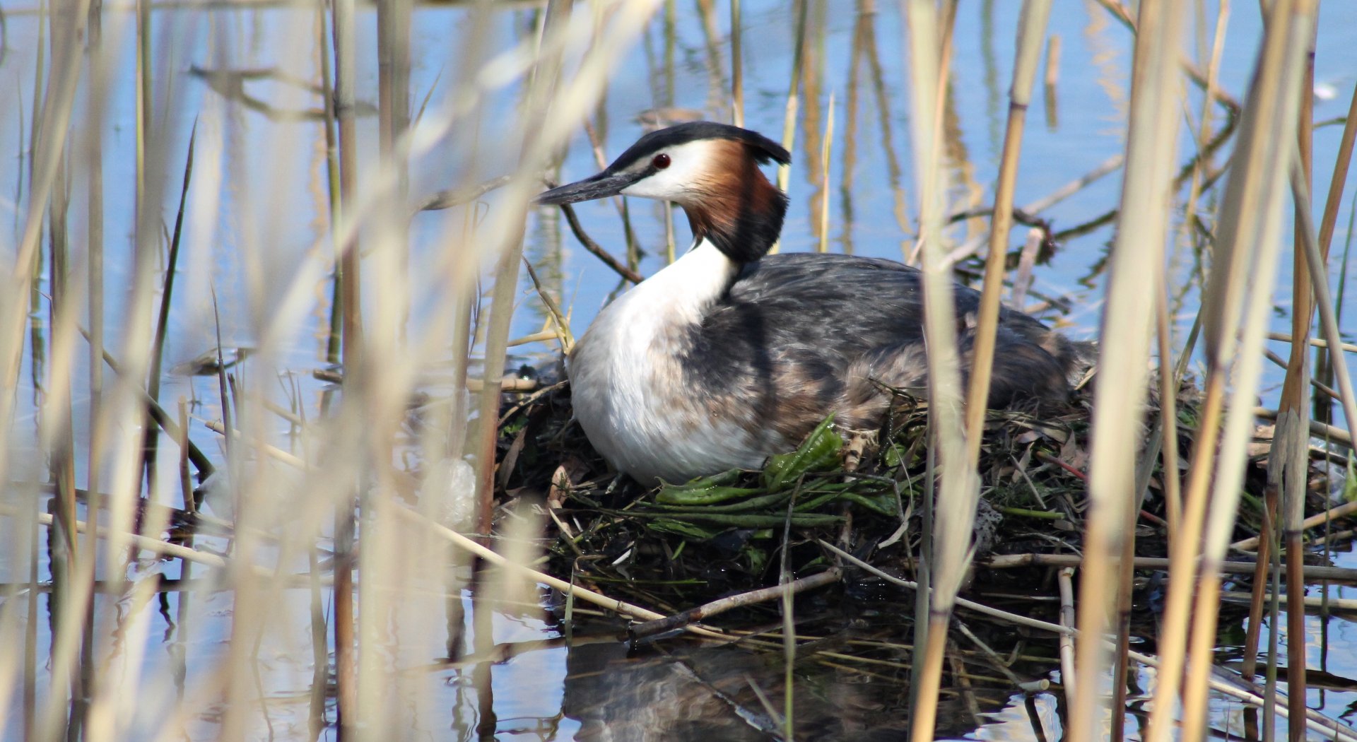 Great crested grebe on eggs