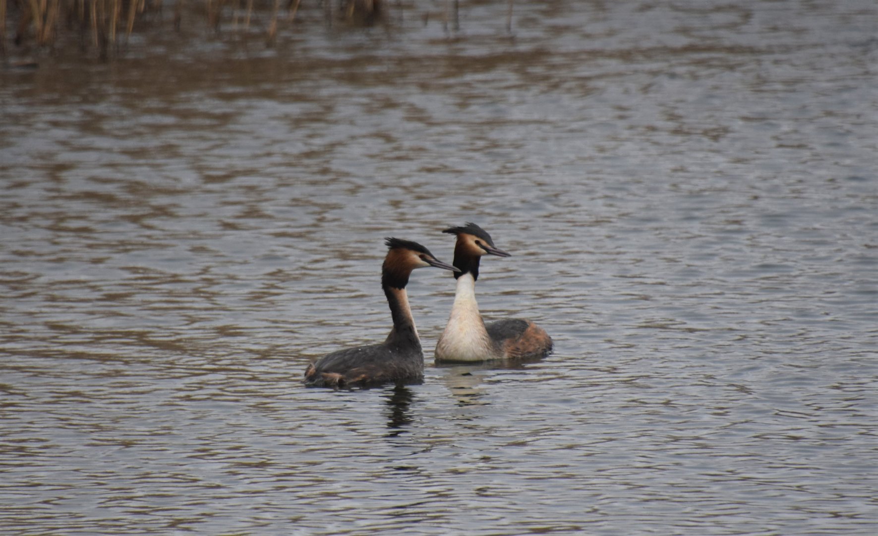 Great crested grebe pair