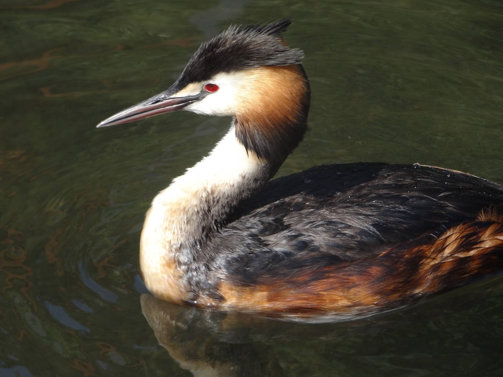 Great crested grebe (Podiceps cristatus)