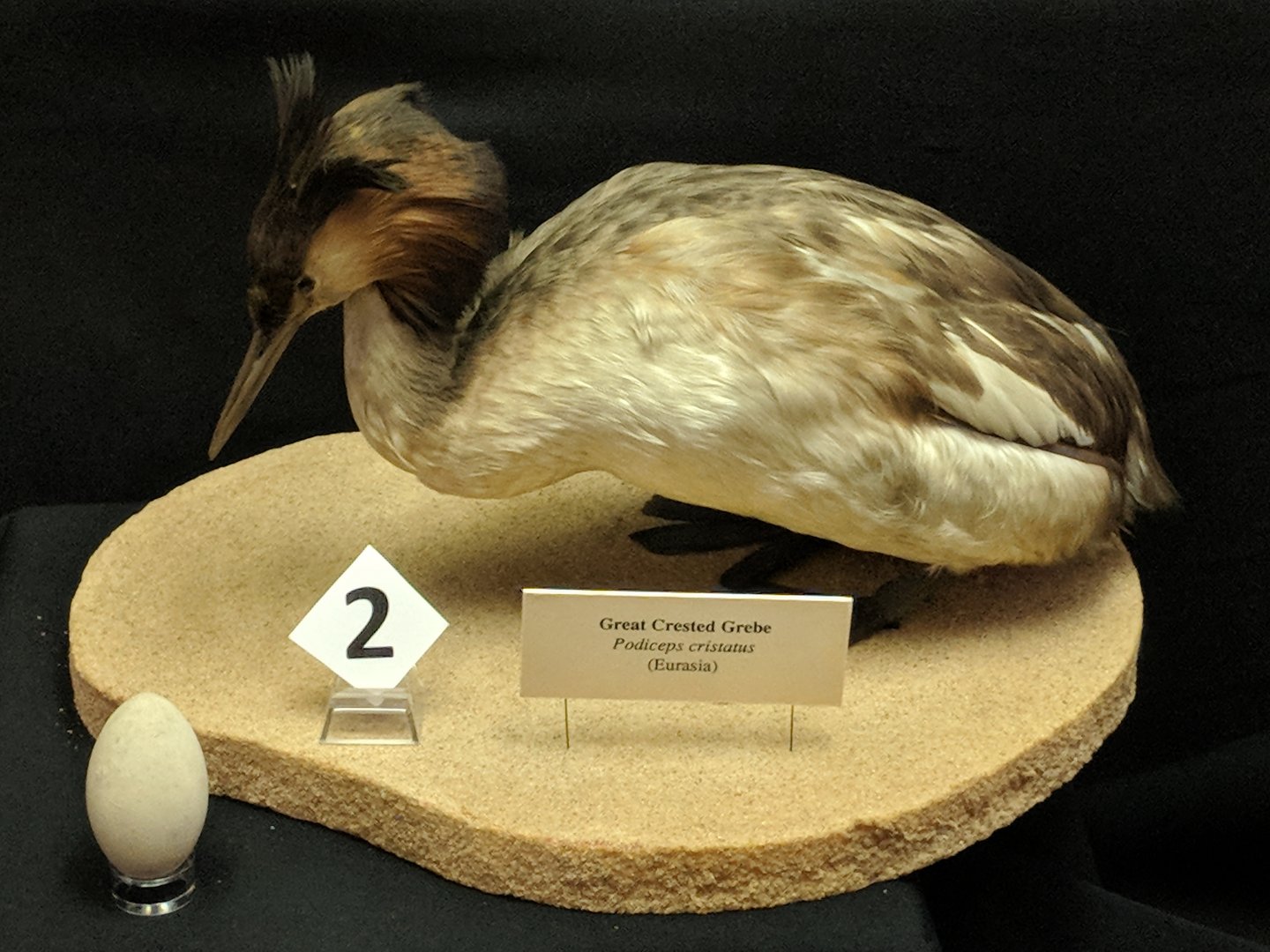 Great crested grebe (Podiceps cristatus)