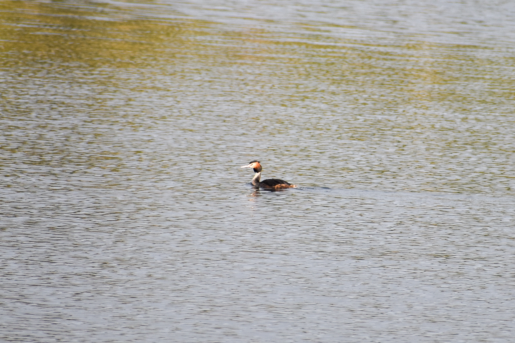 Great Crested Grebe (Podiceps cristatus)