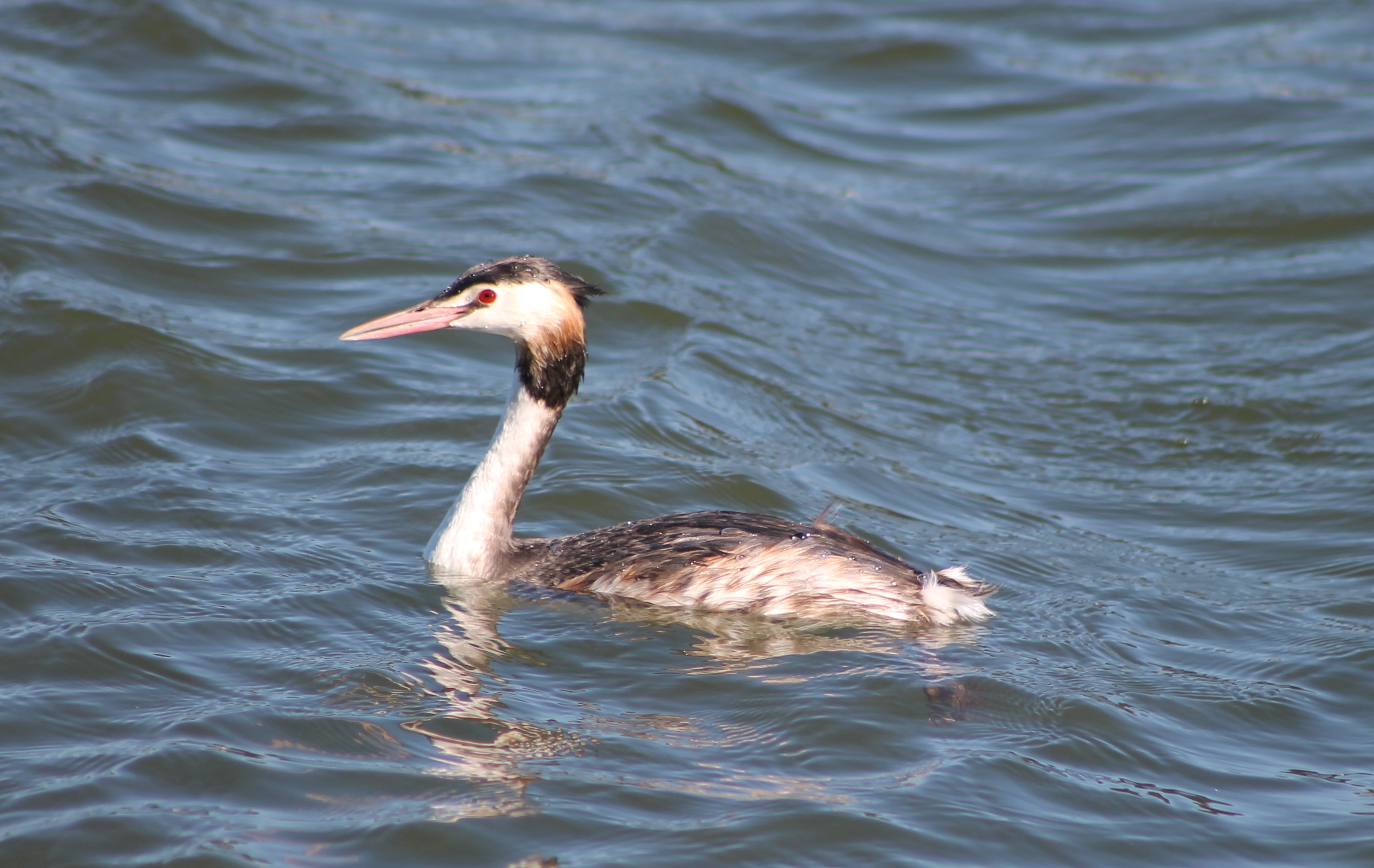 Great Crested Grebe (Podiceps cristatus)