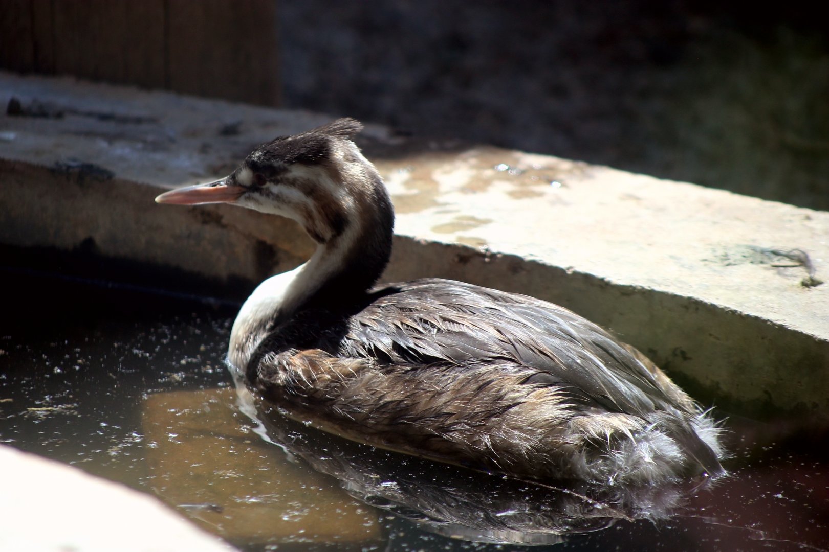 Great Crested Grebe (Podiceps cristatus)