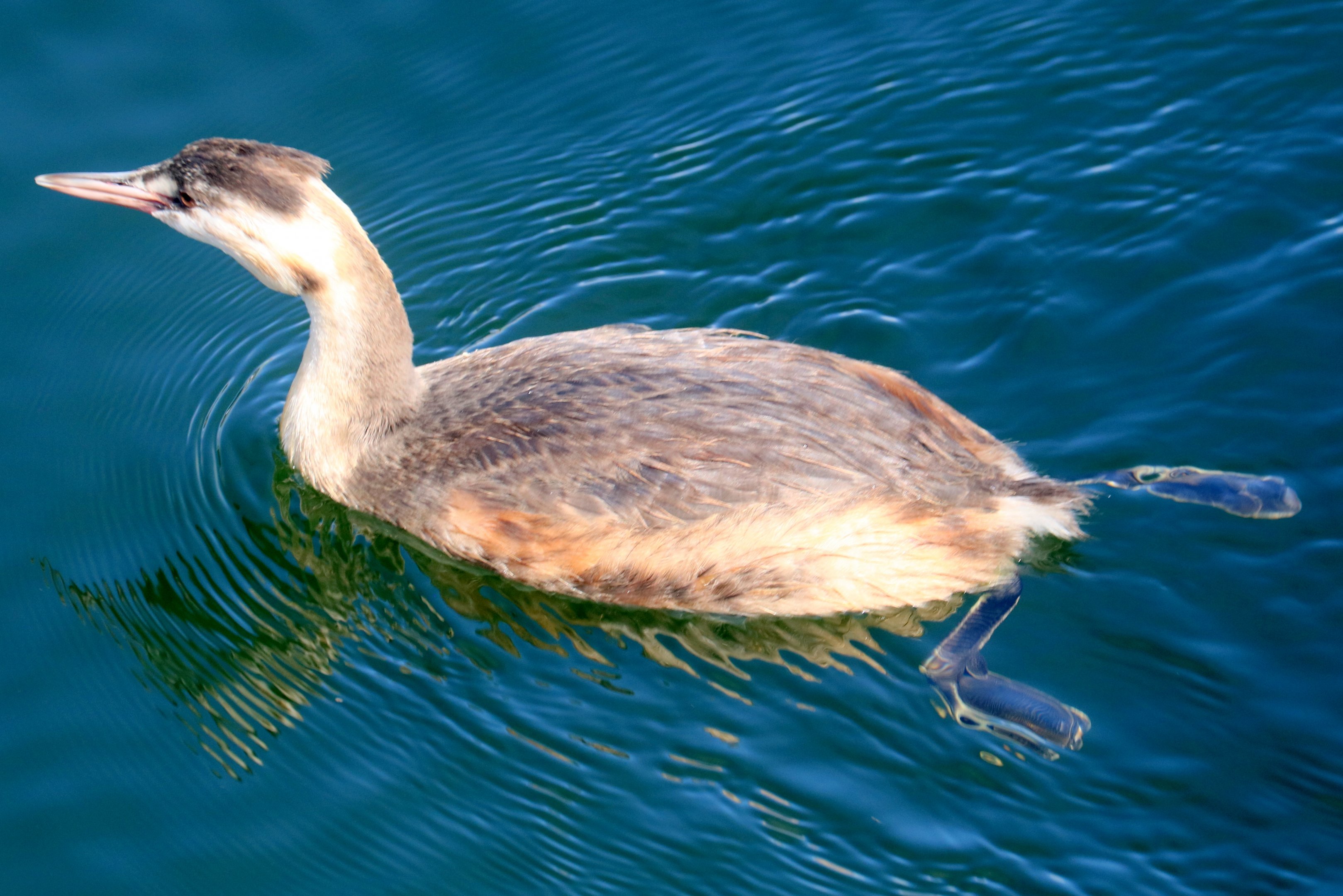 Great crested grebe; Royal Victoria Docks, London; 24th July 2022