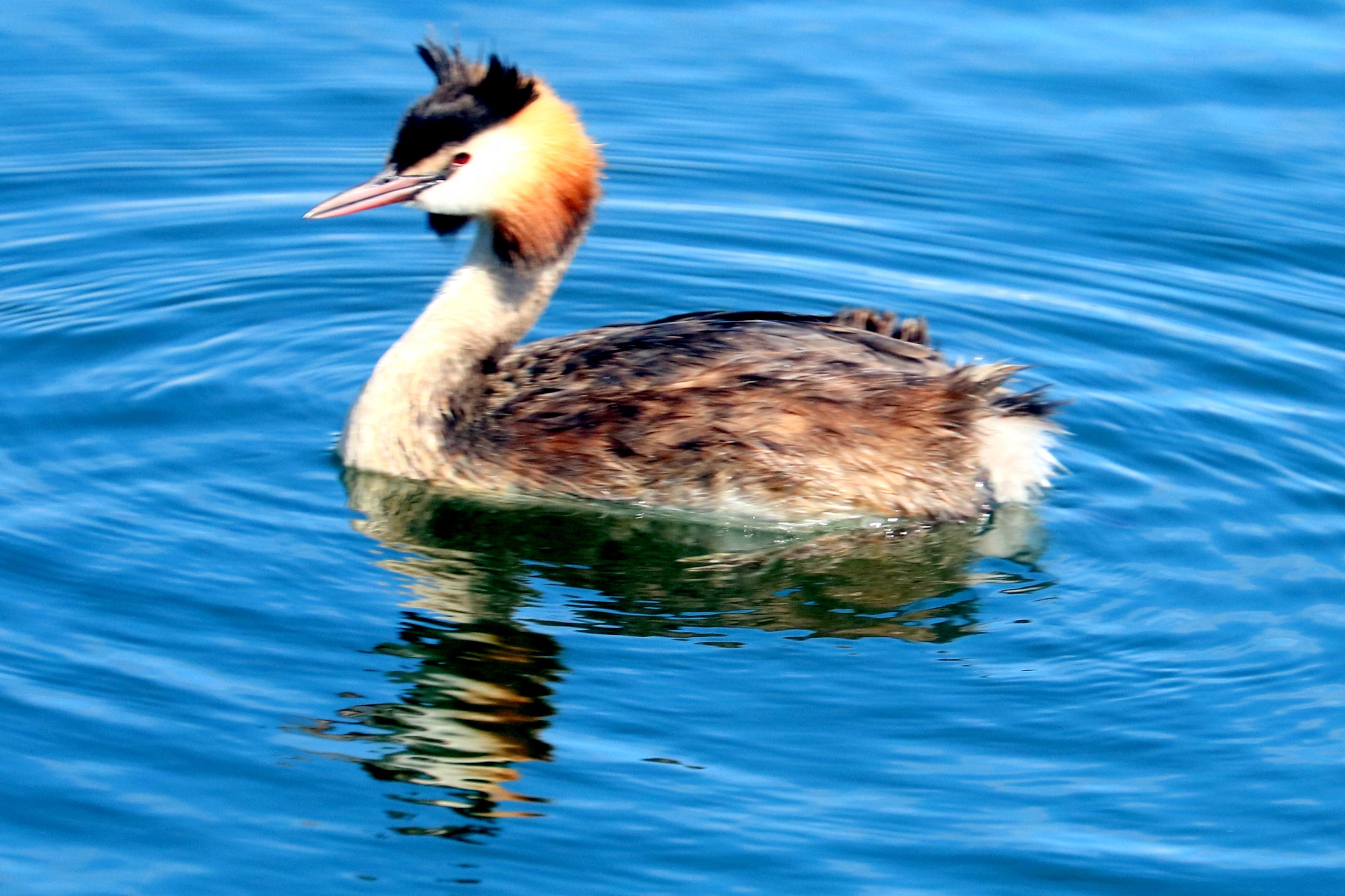 Great crested grebe; Royal Victoria Docks, London; 24th July 2022