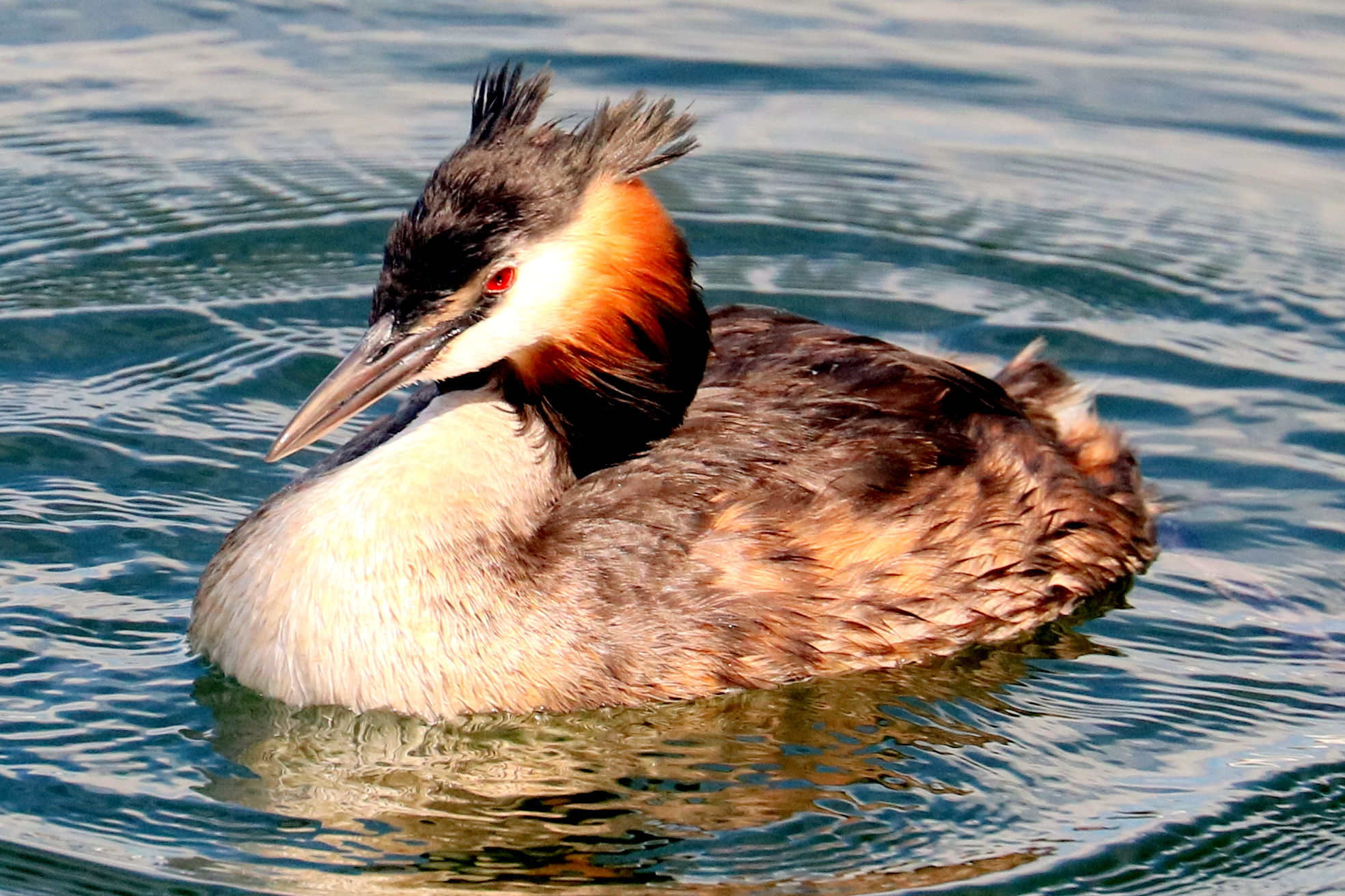 Great crested grebe; Royal Victoria Docks, London; 24th July 2022
