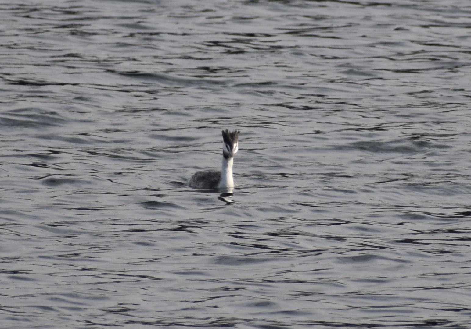 Great Crested Grebe ~ Tokyo Port Wild Bird Park