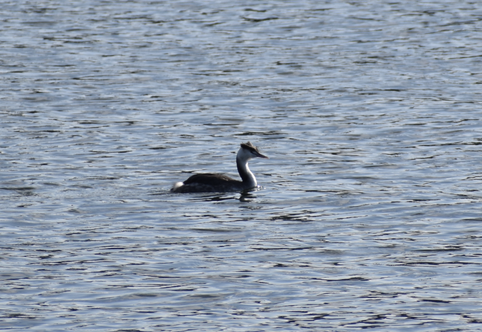 Great Crested Grebe ~ Tokyo Port Wild Bird Park