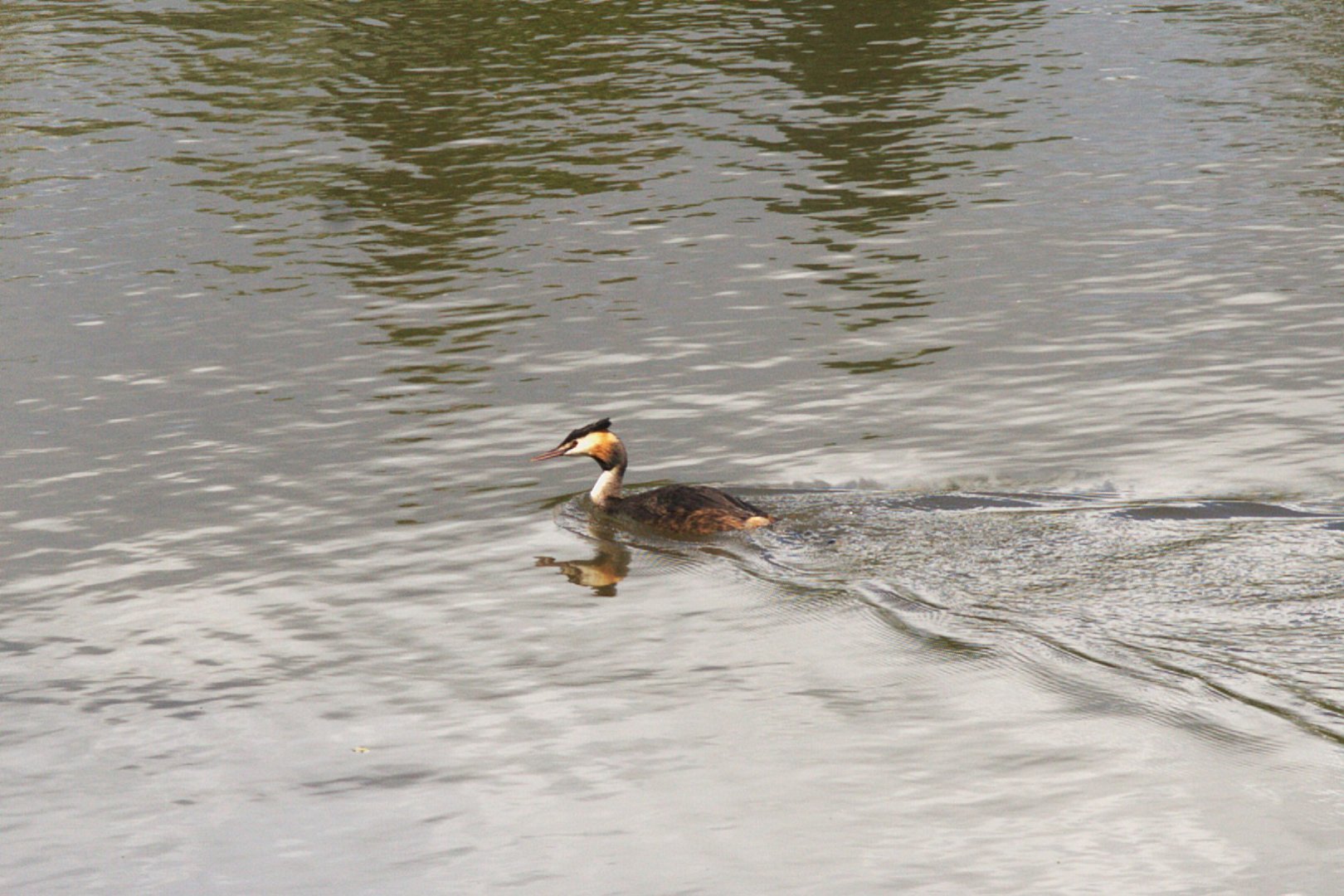 Great Crested Grebe (Wild) (Podiceps cristatus)