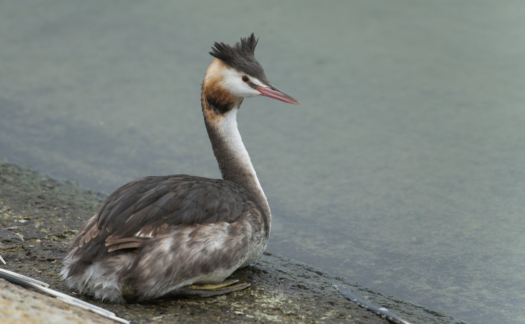 Great Crested Grebe, wild, UK