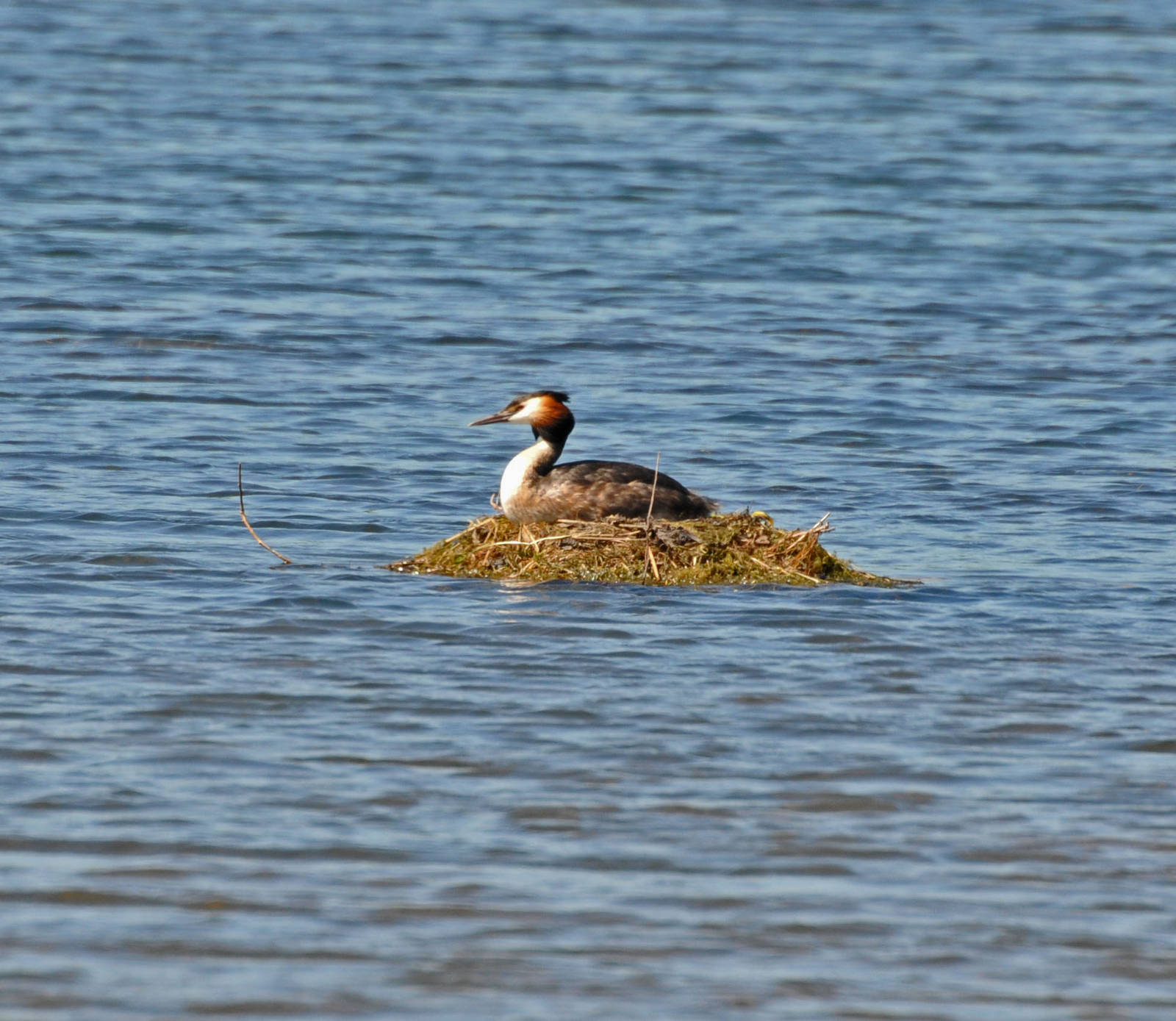 Great Crested Grebe