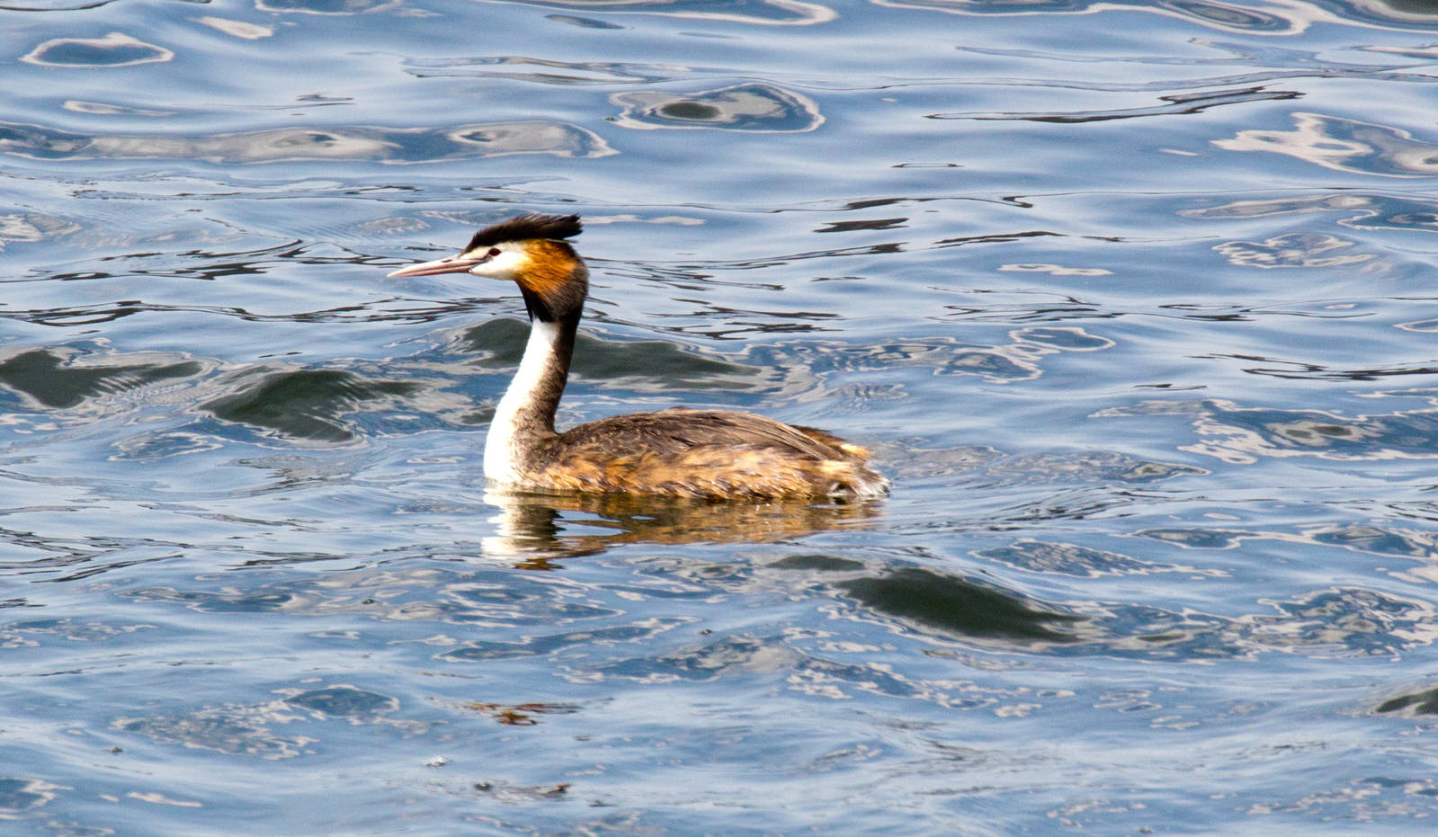 Great Crested Grebe