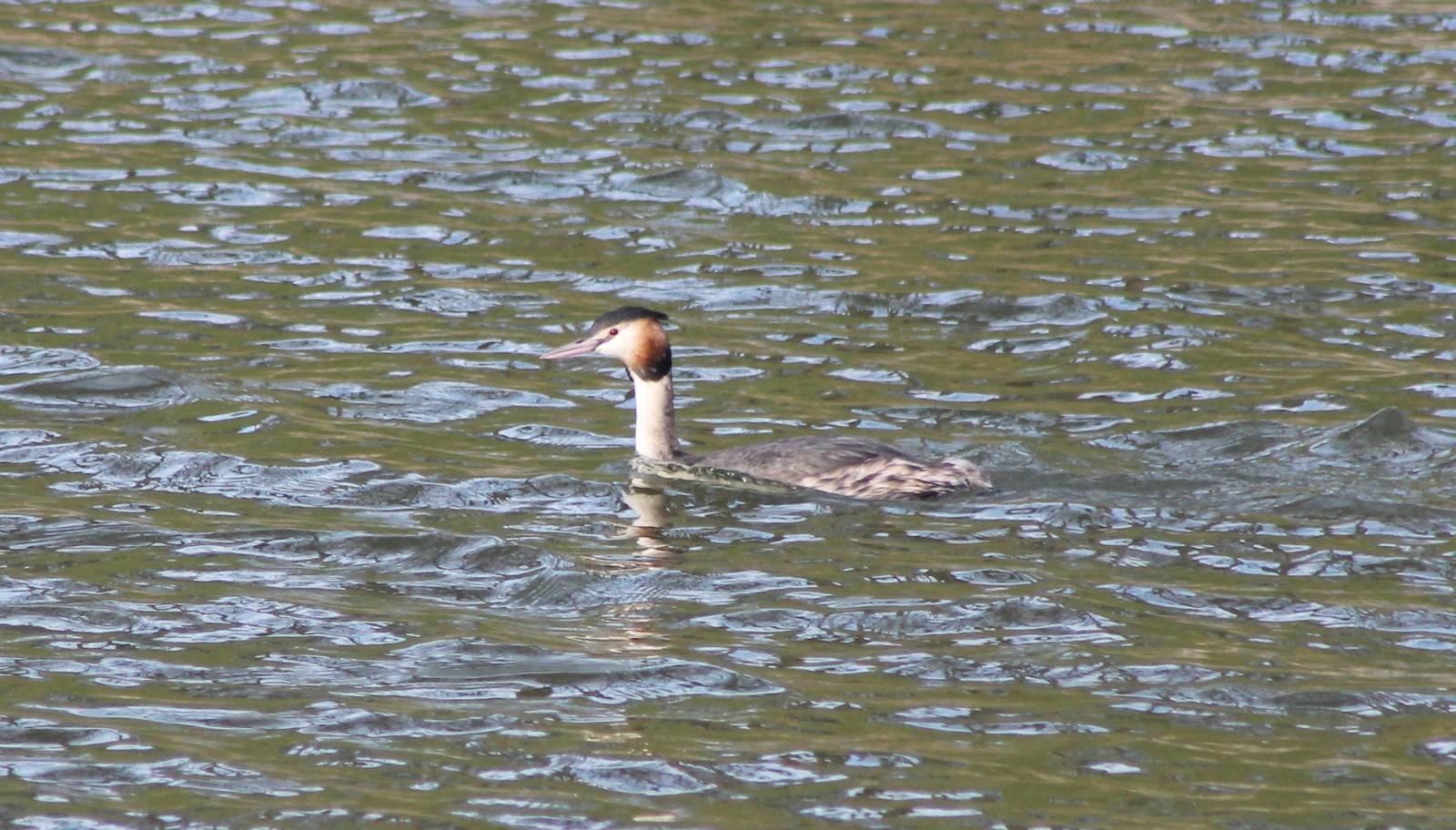 Great crested grebe