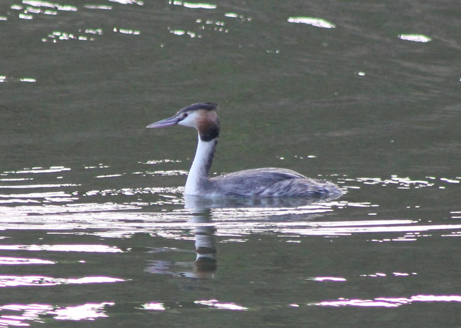 Great crested grebe
