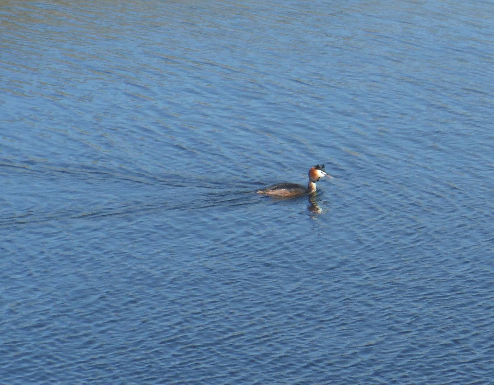 Great Crested Grebe
