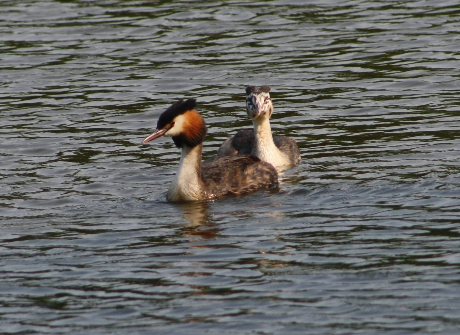 Great Crested Grebe
