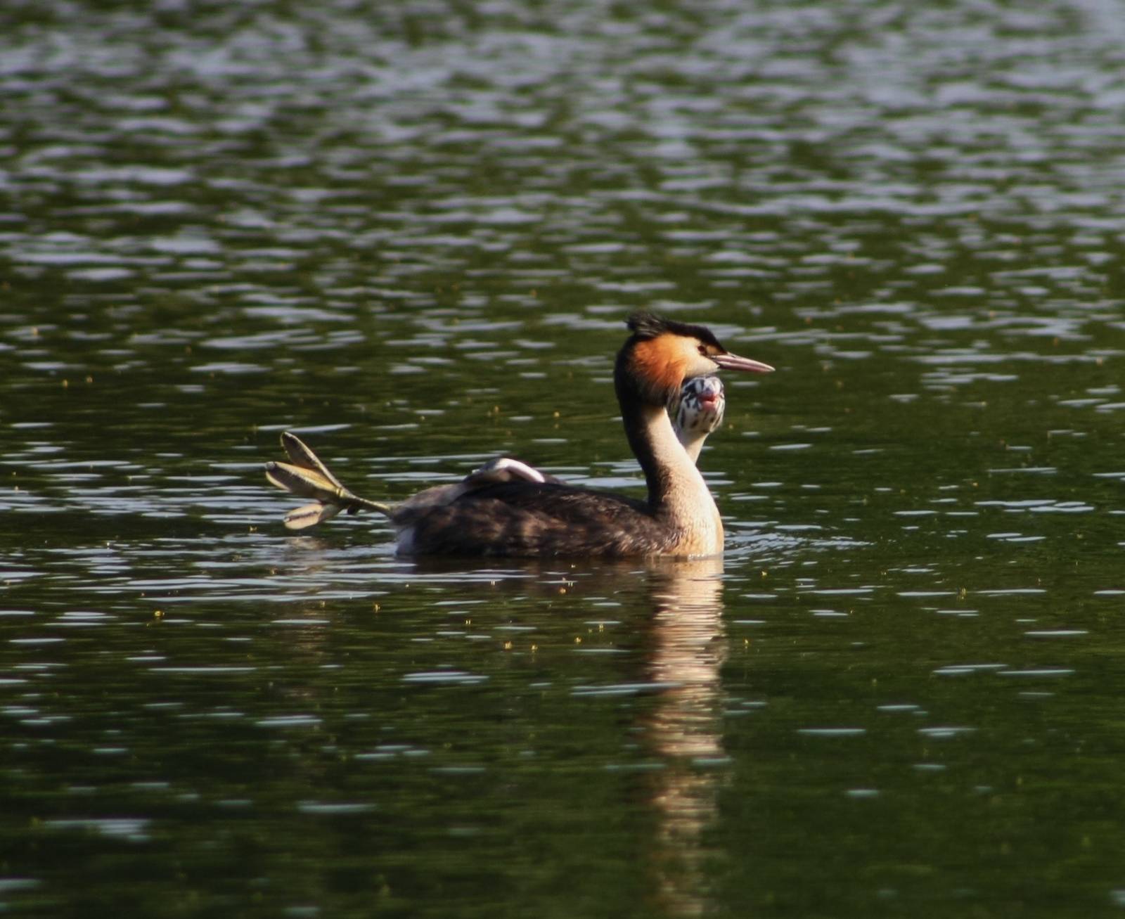 Great Crested Grebe