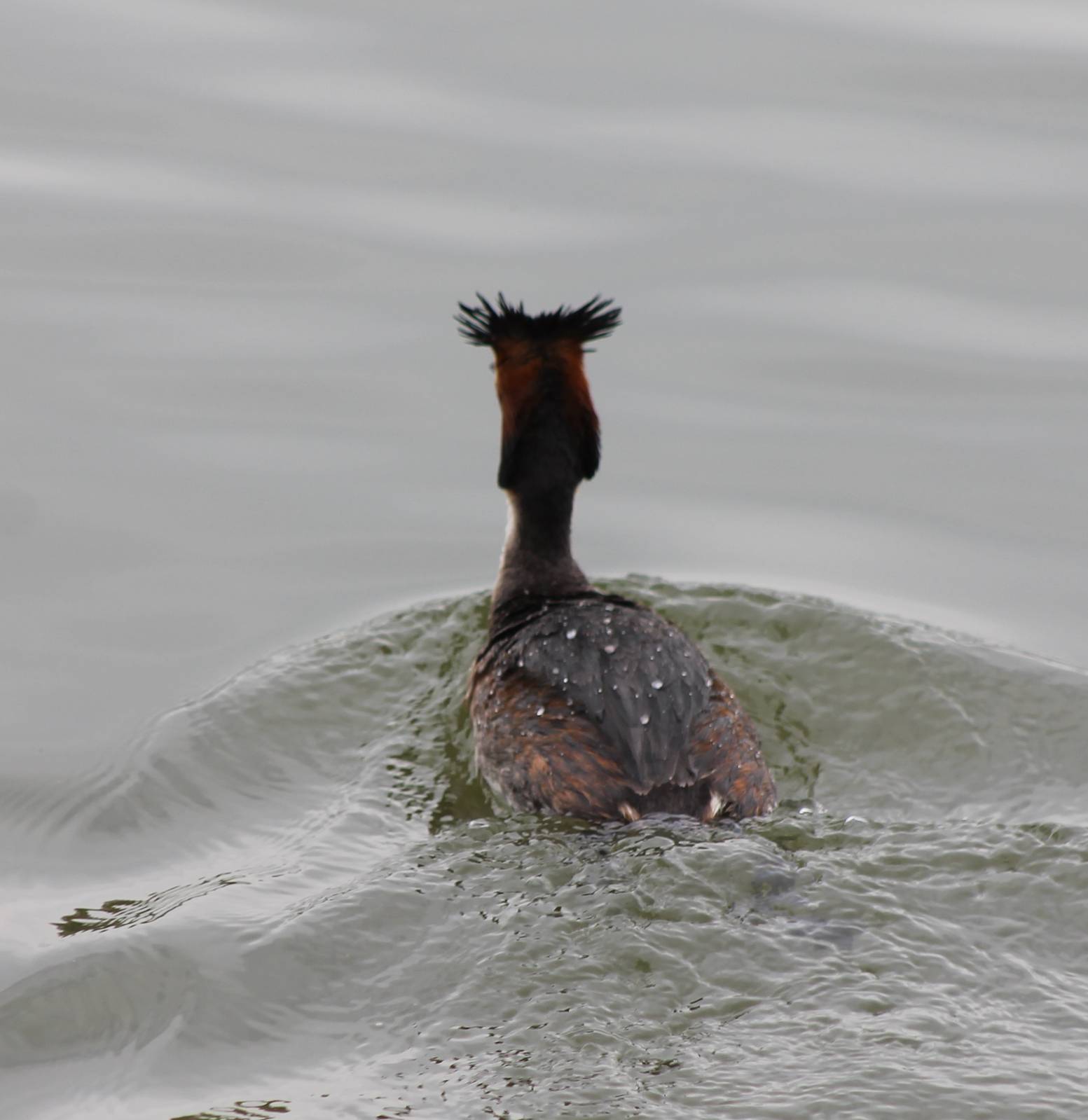 Great crested grebe