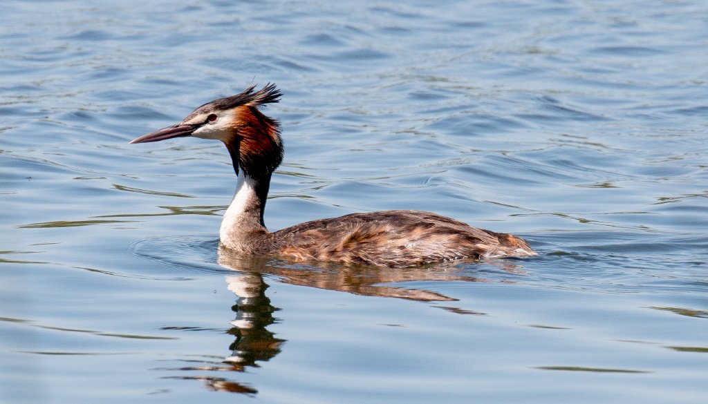 Great Crested Grebe