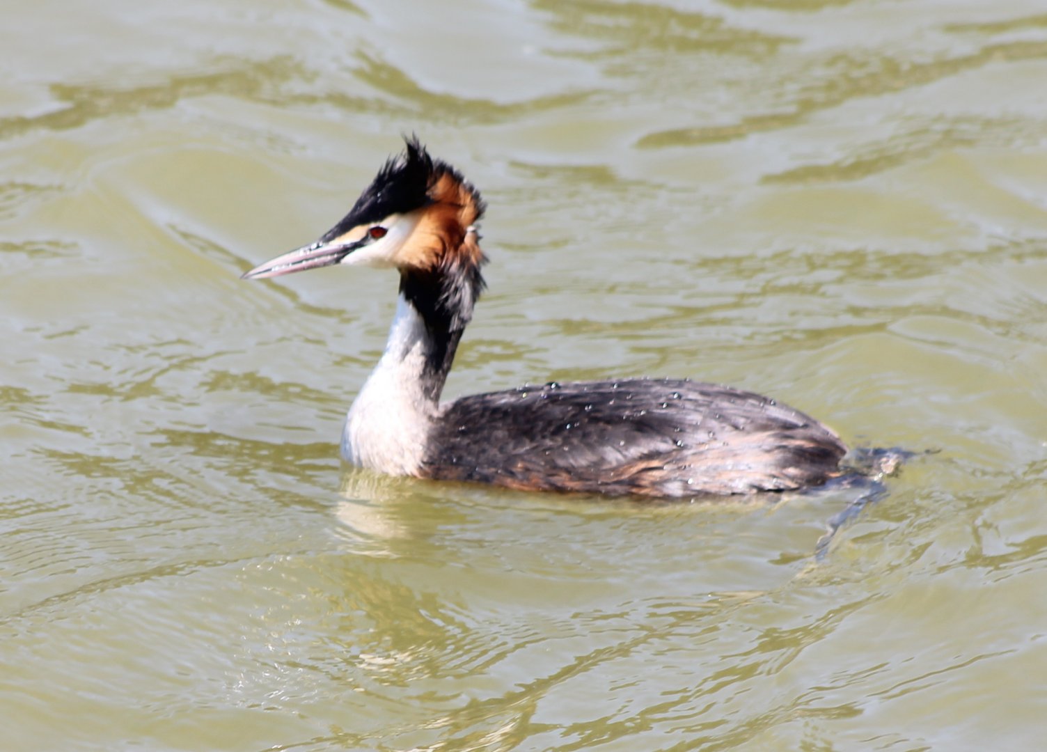 Great crested grebe