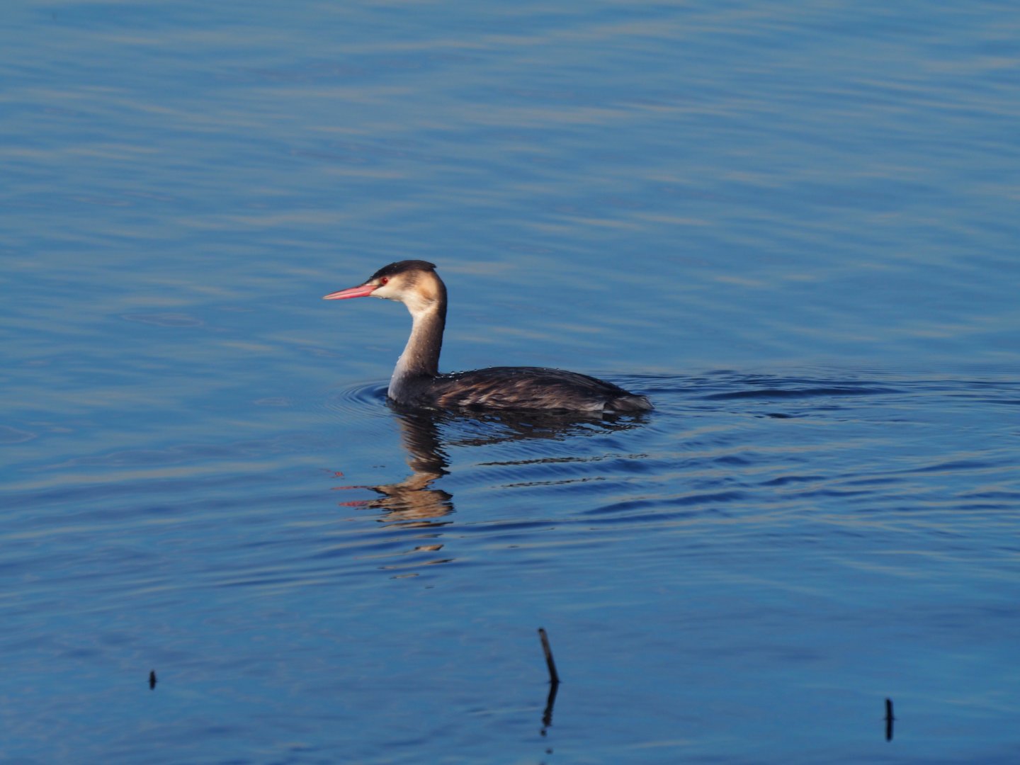 Great Crested Grebe