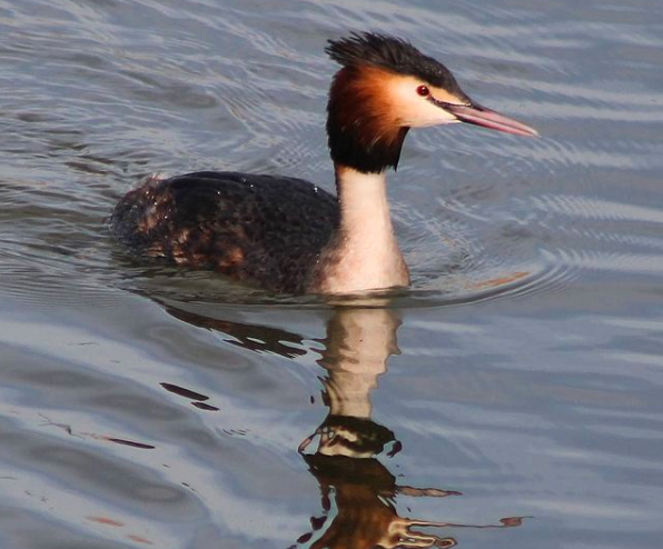 Great crested grebe