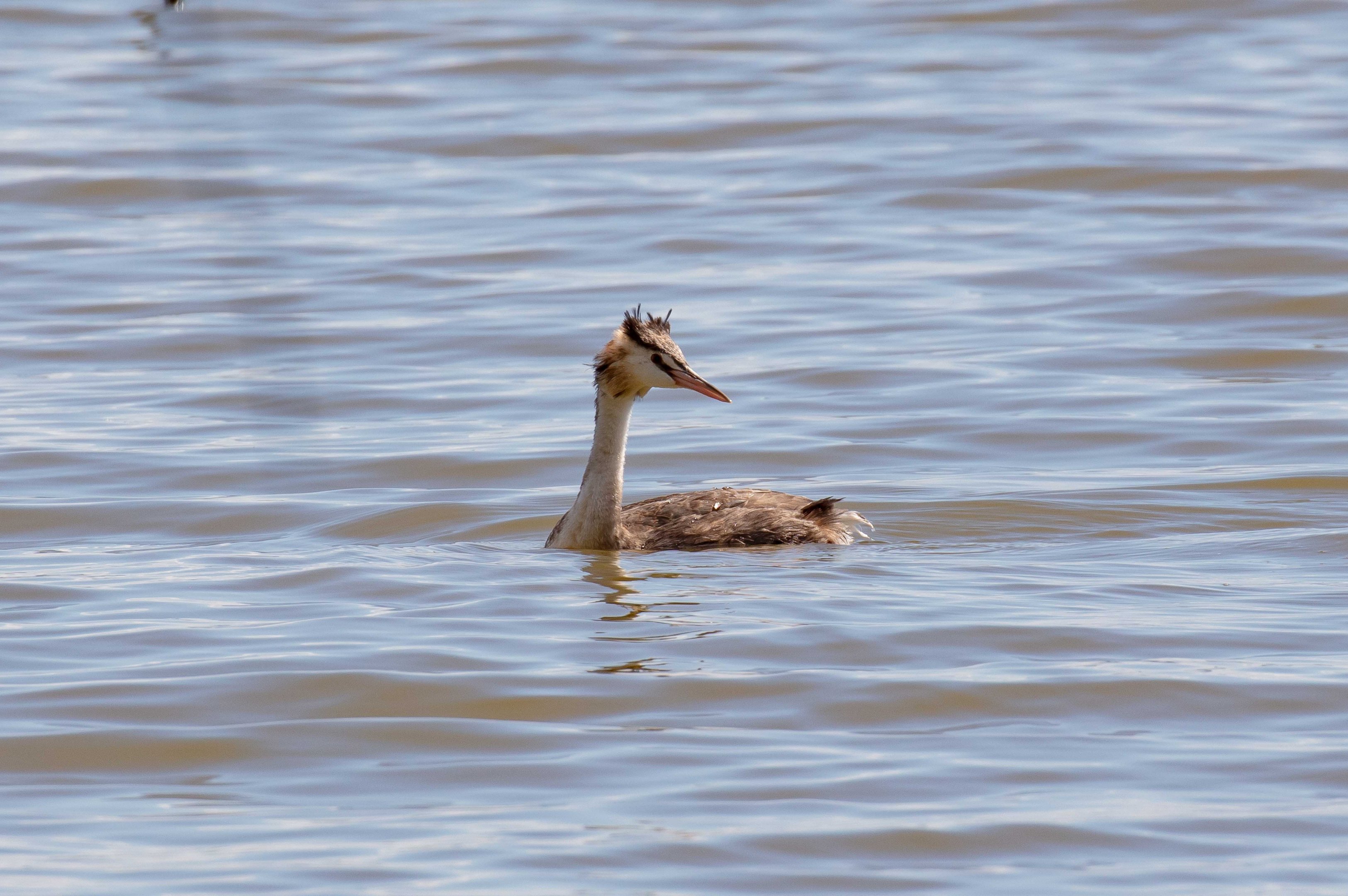 Great Crested Grebe