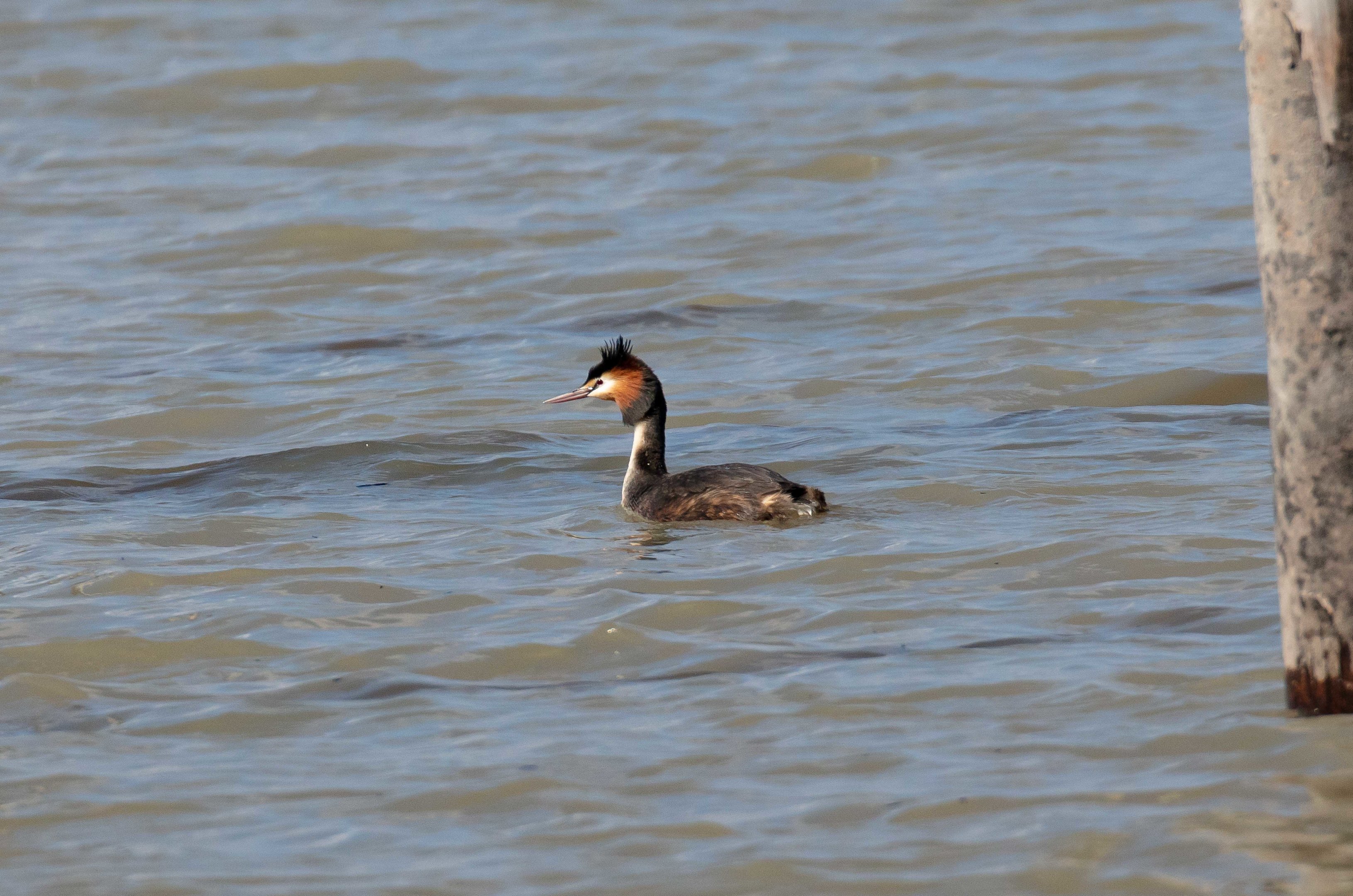 Great Crested Grebe
