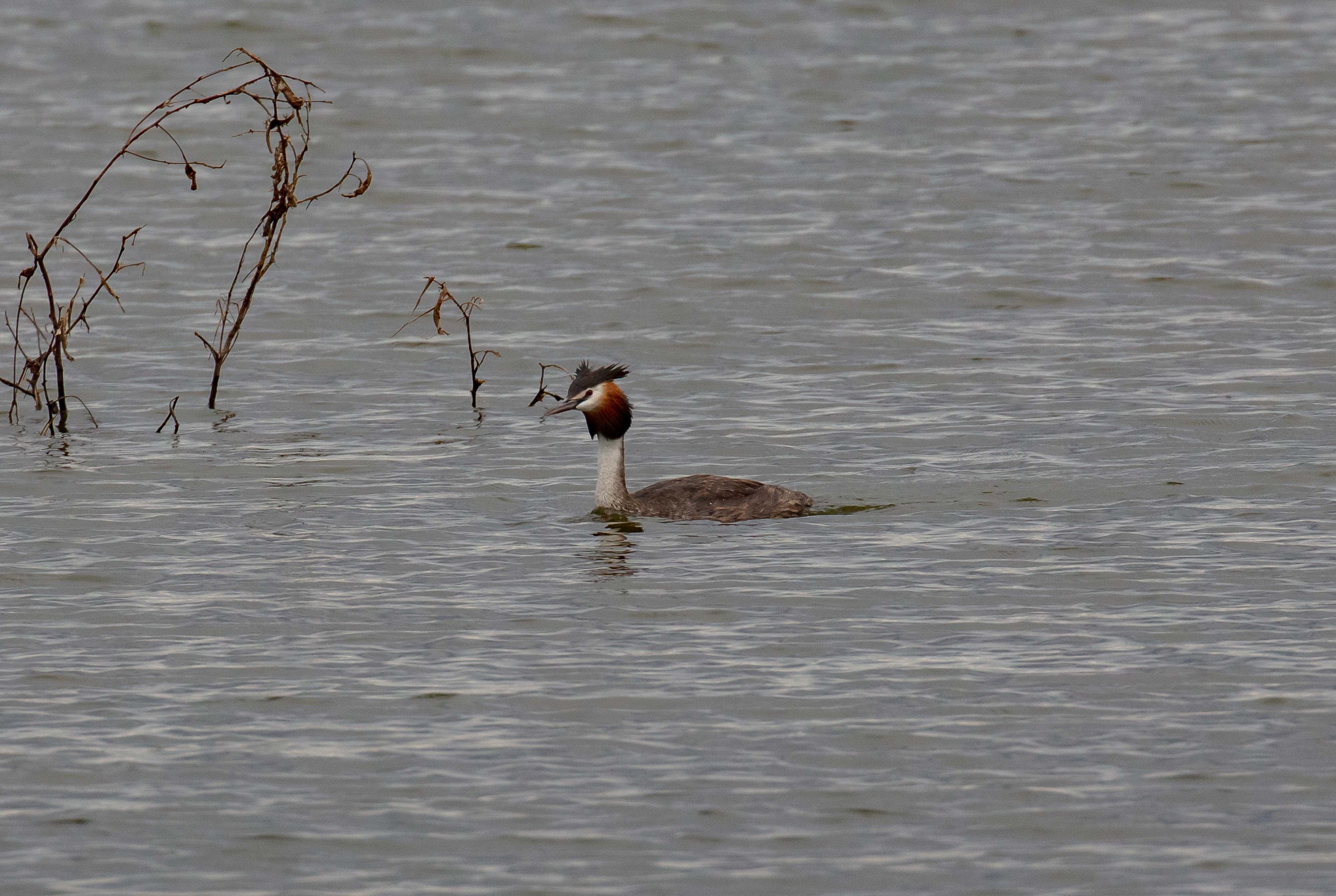 Great Crested Grebe