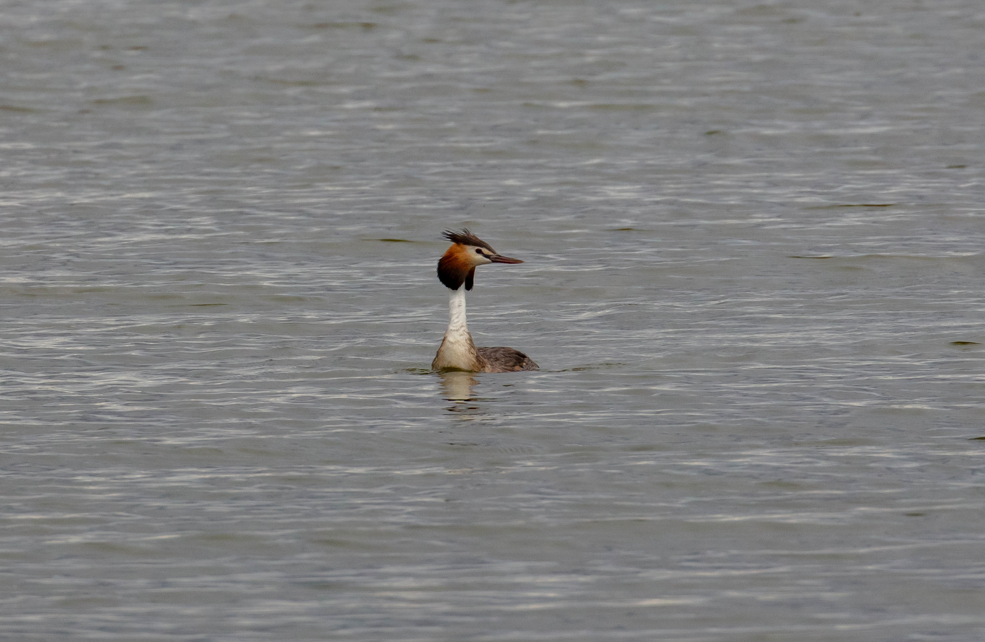 Great Crested Grebe