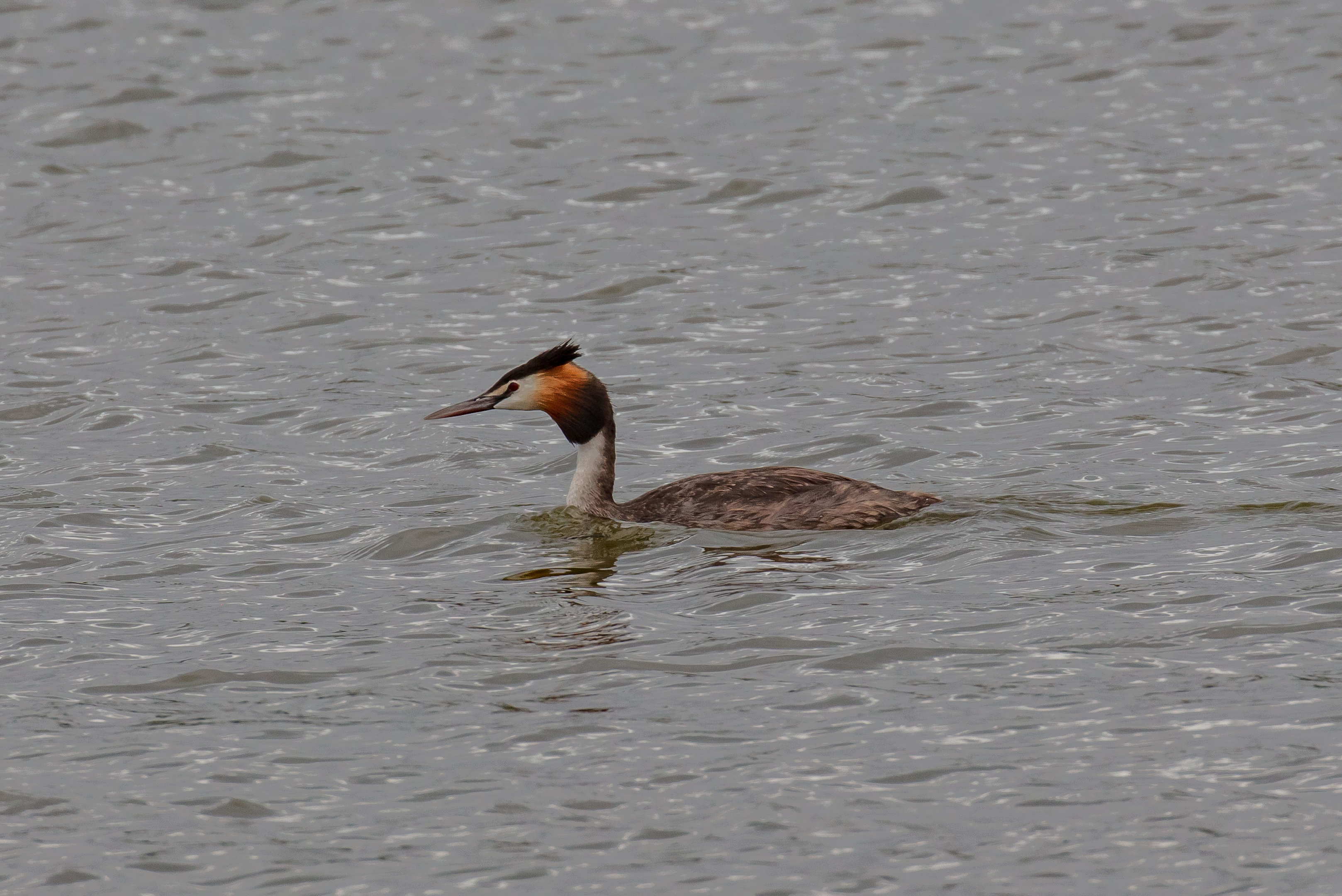 Great Crested Grebe