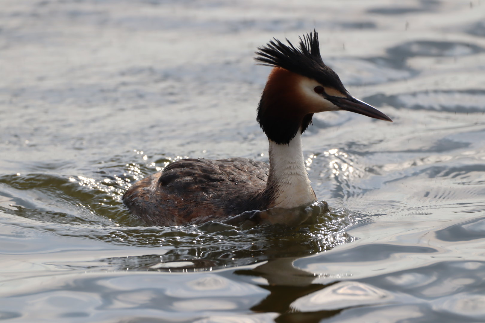 Great-crested Grebe