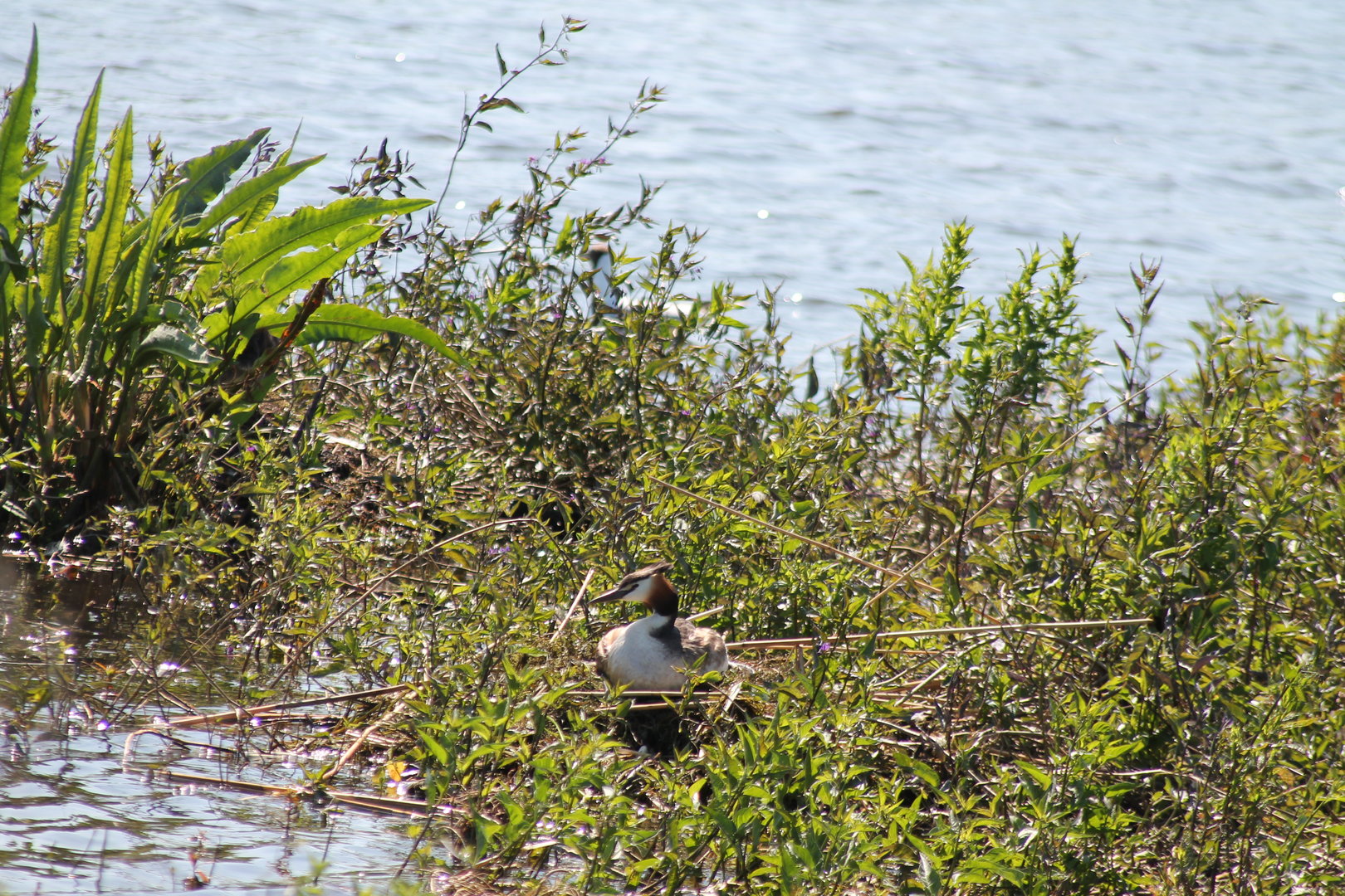 Great crested grebe