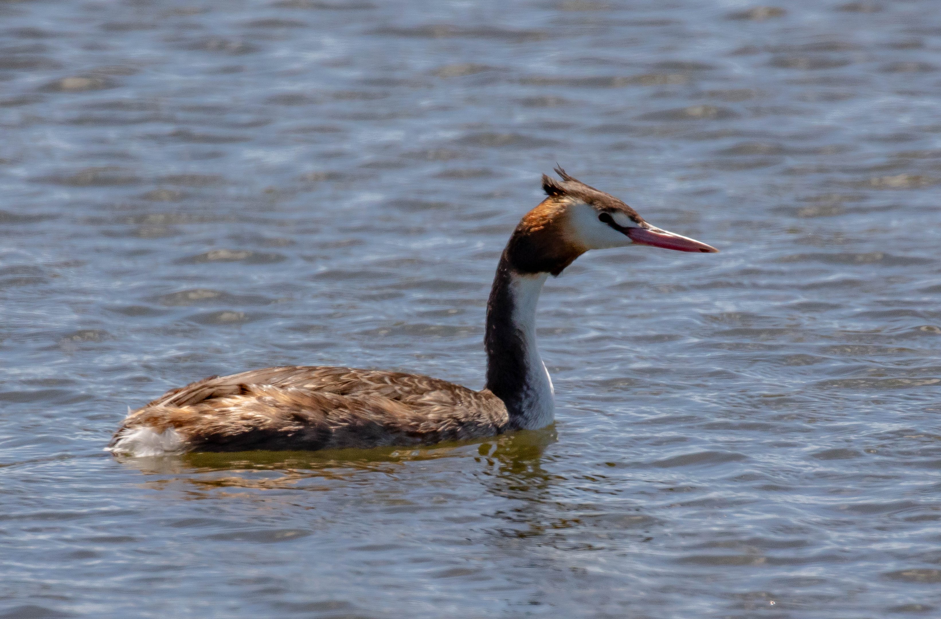 Great Crested Grebe