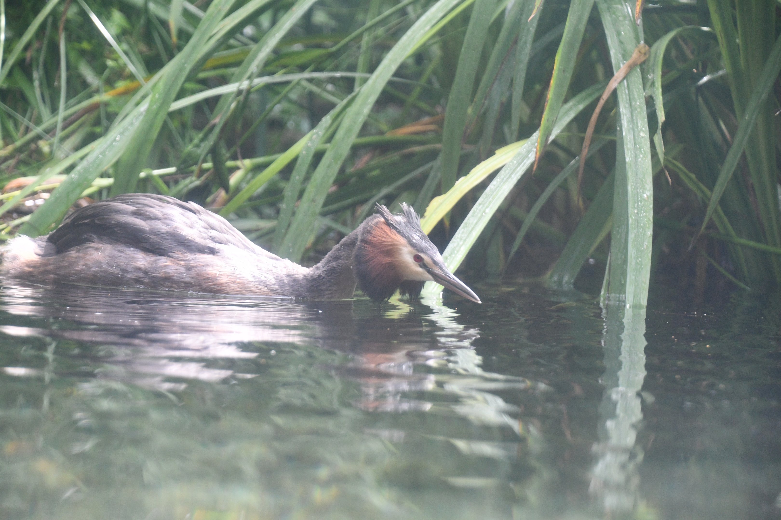 Great Crested Grebe