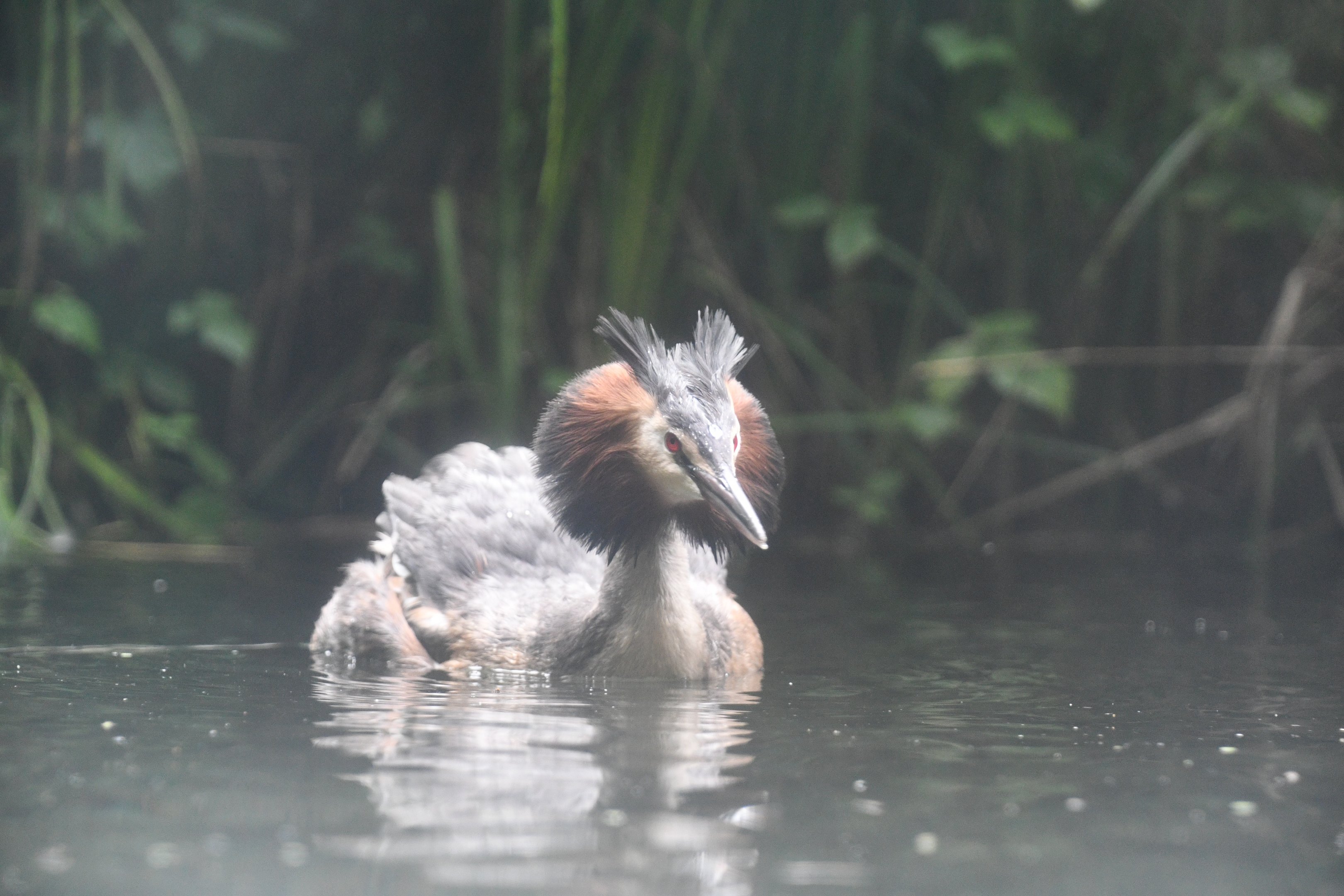 Great Crested Grebe