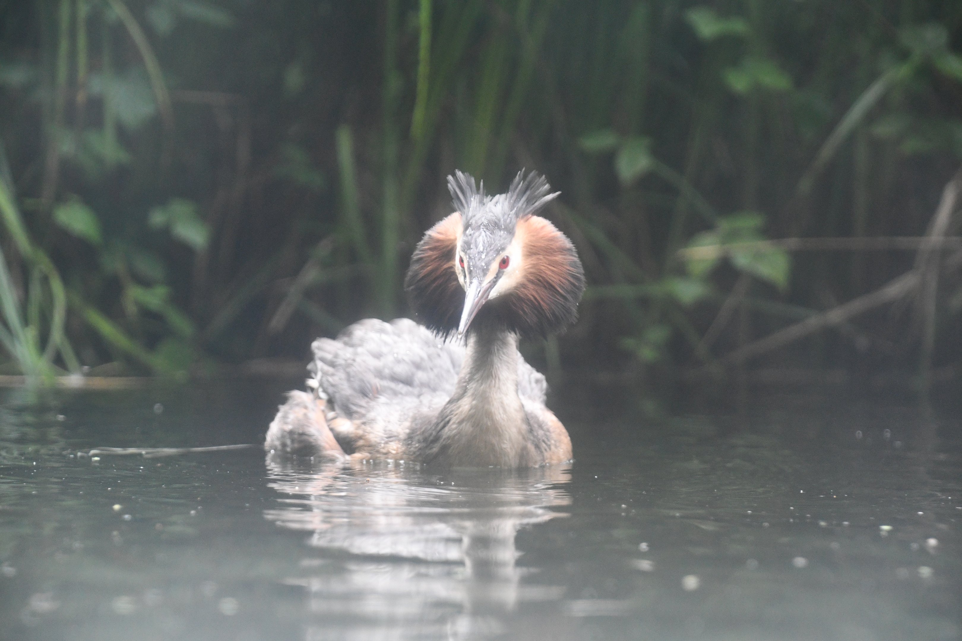 Great Crested Grebe