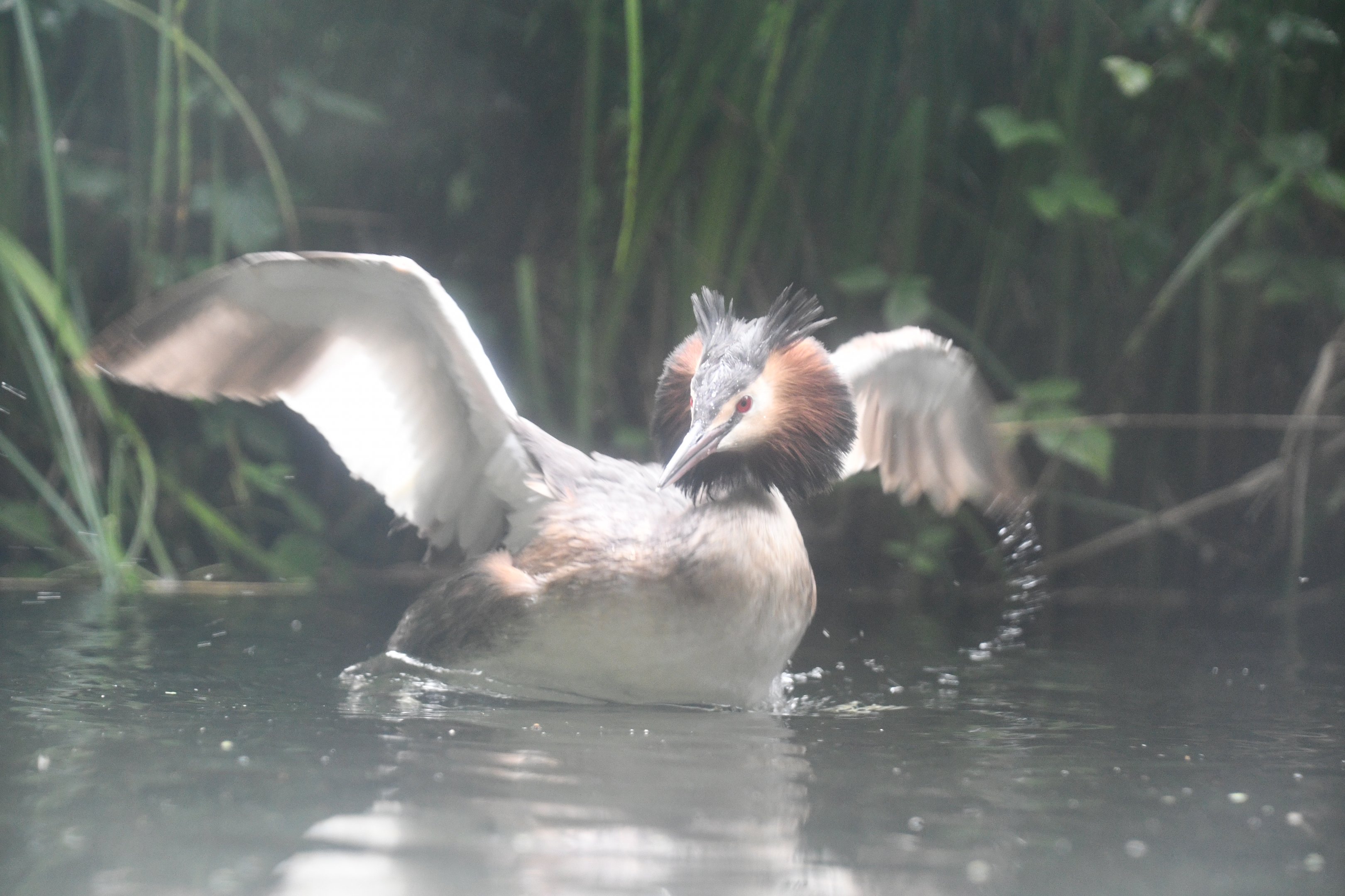 Great Crested Grebe