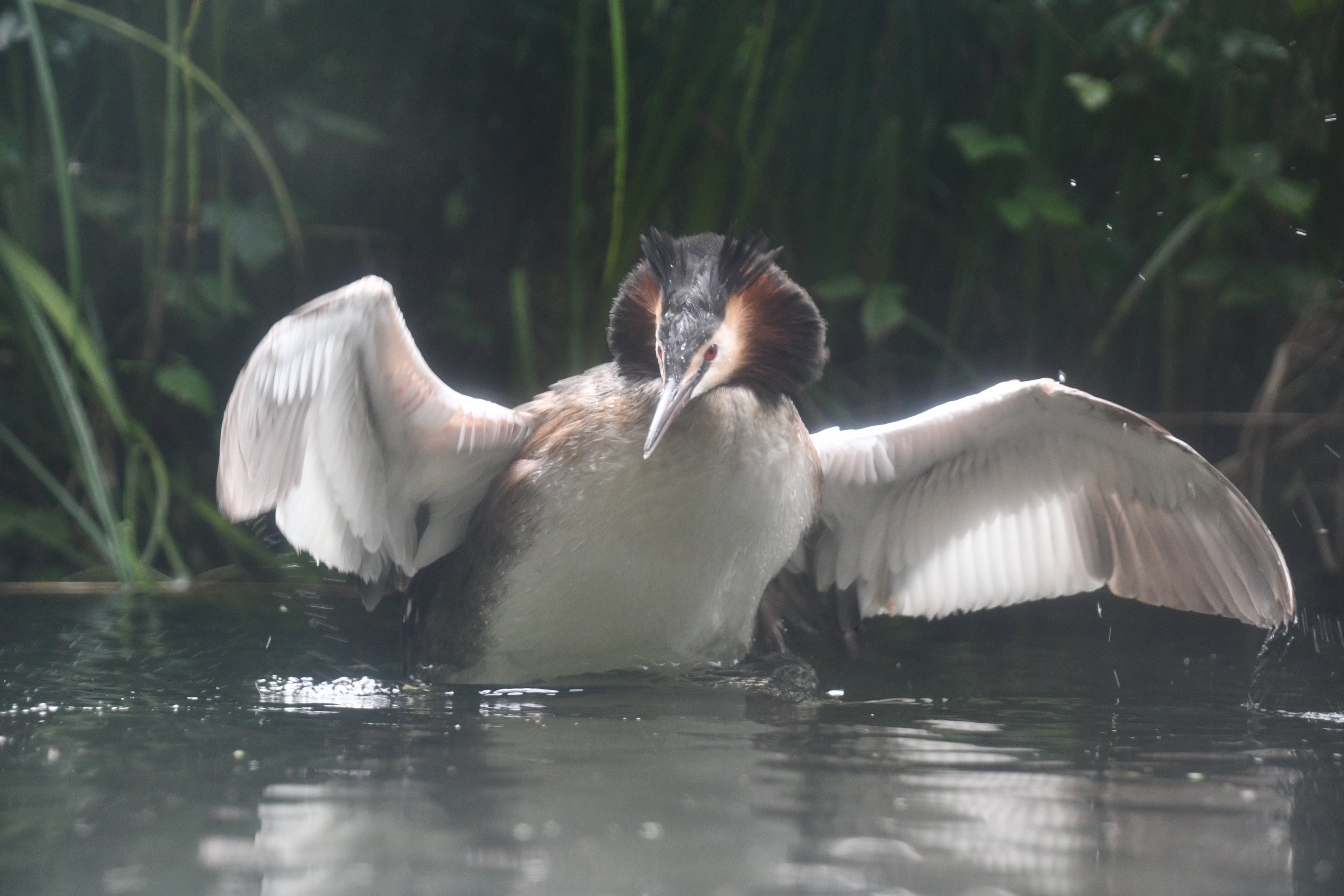 Great Crested Grebe