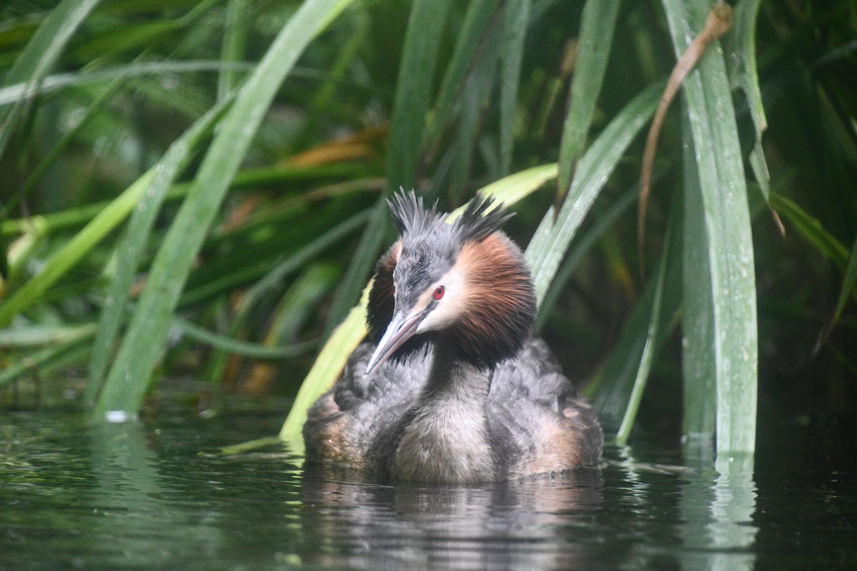 Great Crested Grebe