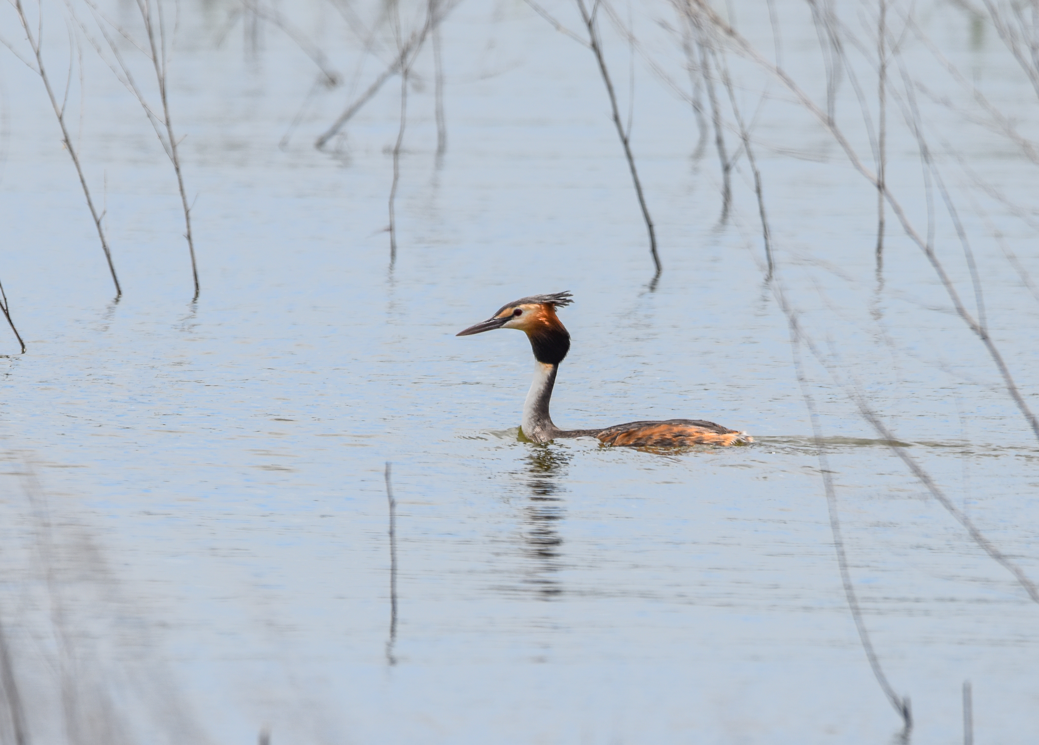 Great Crested Grebe