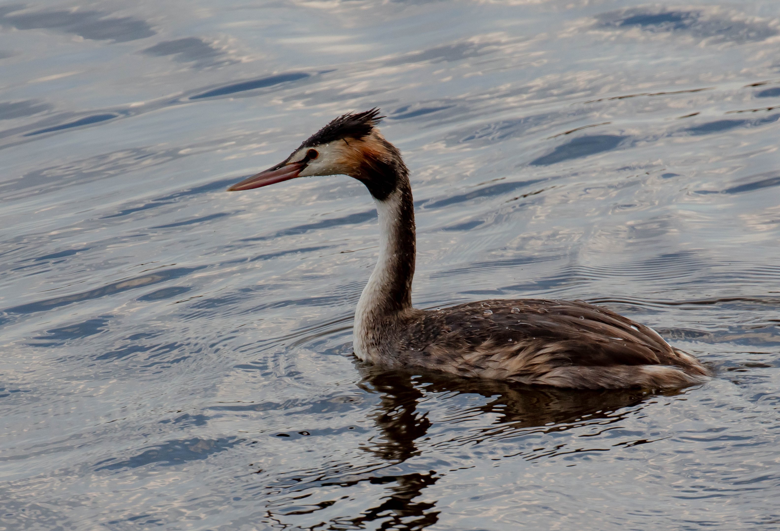 Great Crested Grebe