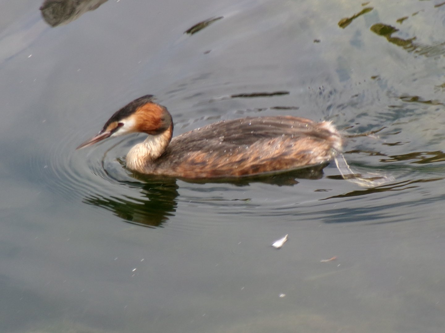 Great crested grebe