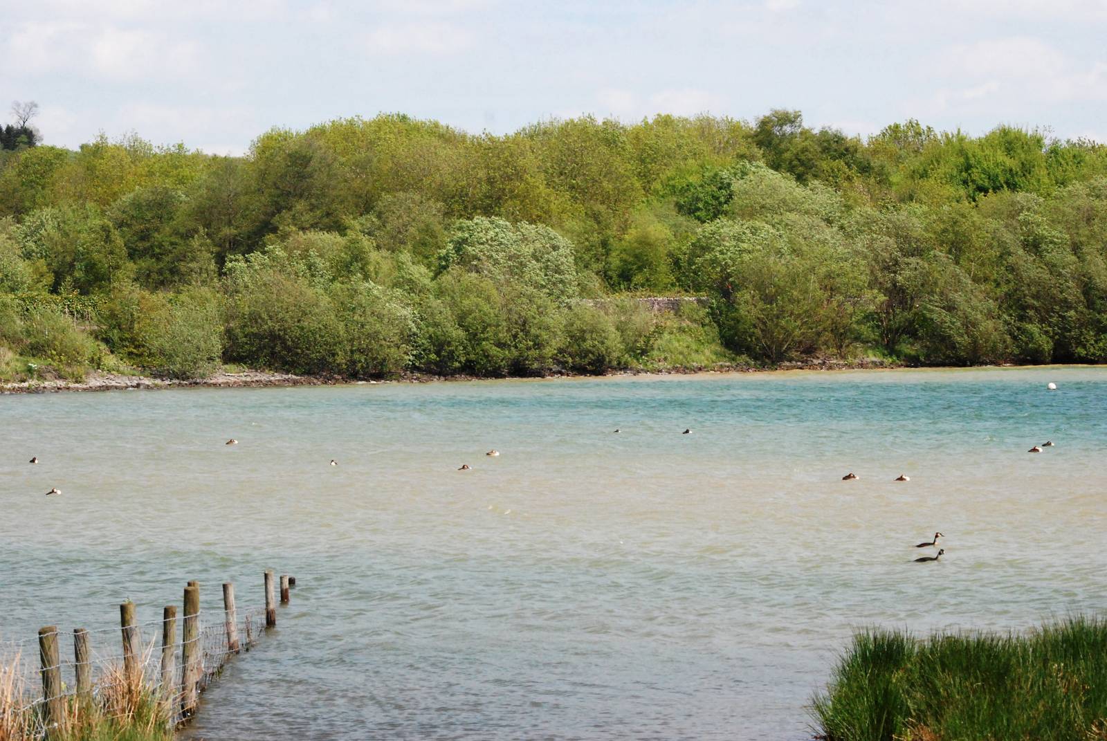 Great Crested Grebes at Carsington, 27/05/13